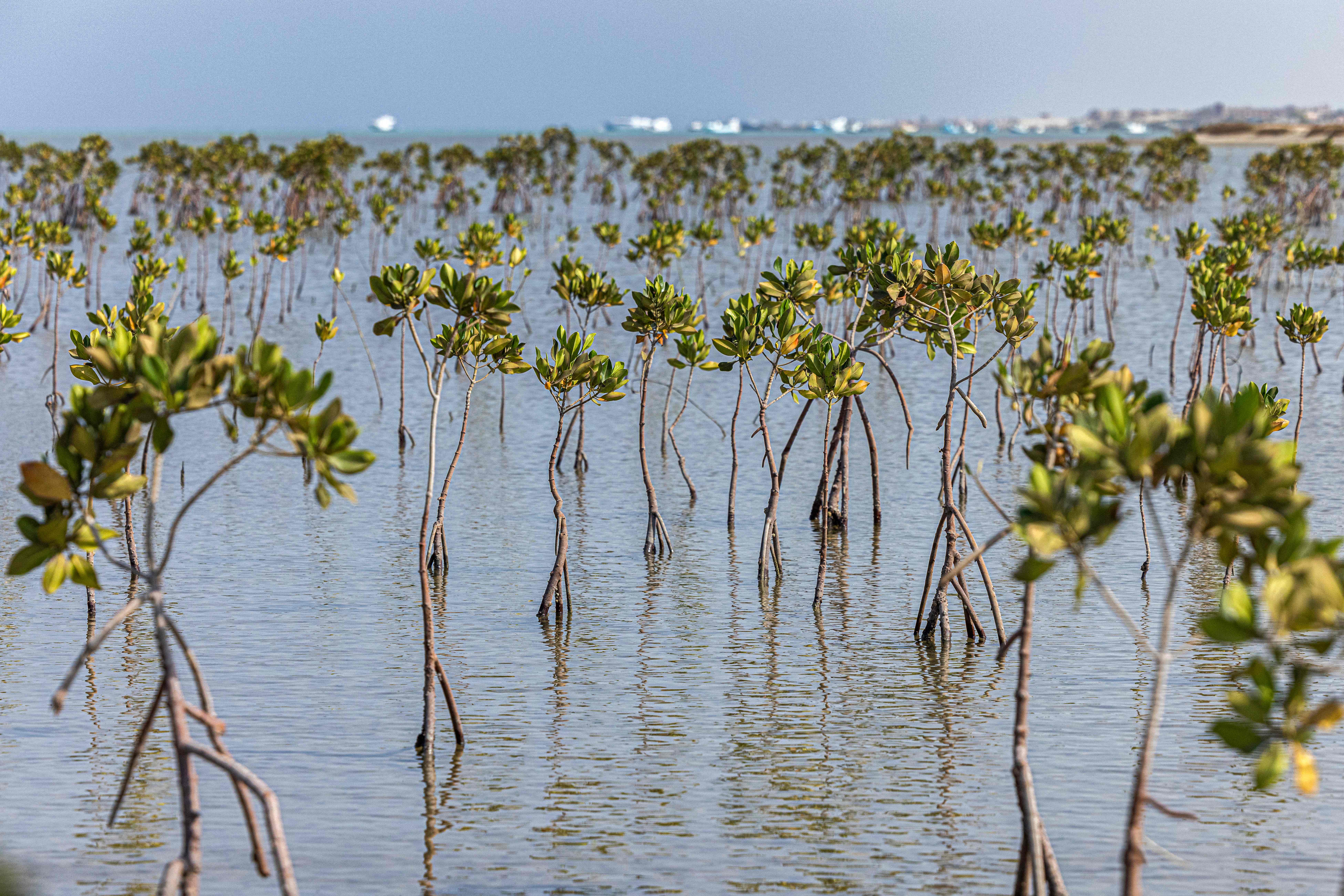 EGYPT-ENVIRONMENT-NATURE-CLIMATE-CONSERVATION-MANGROVE