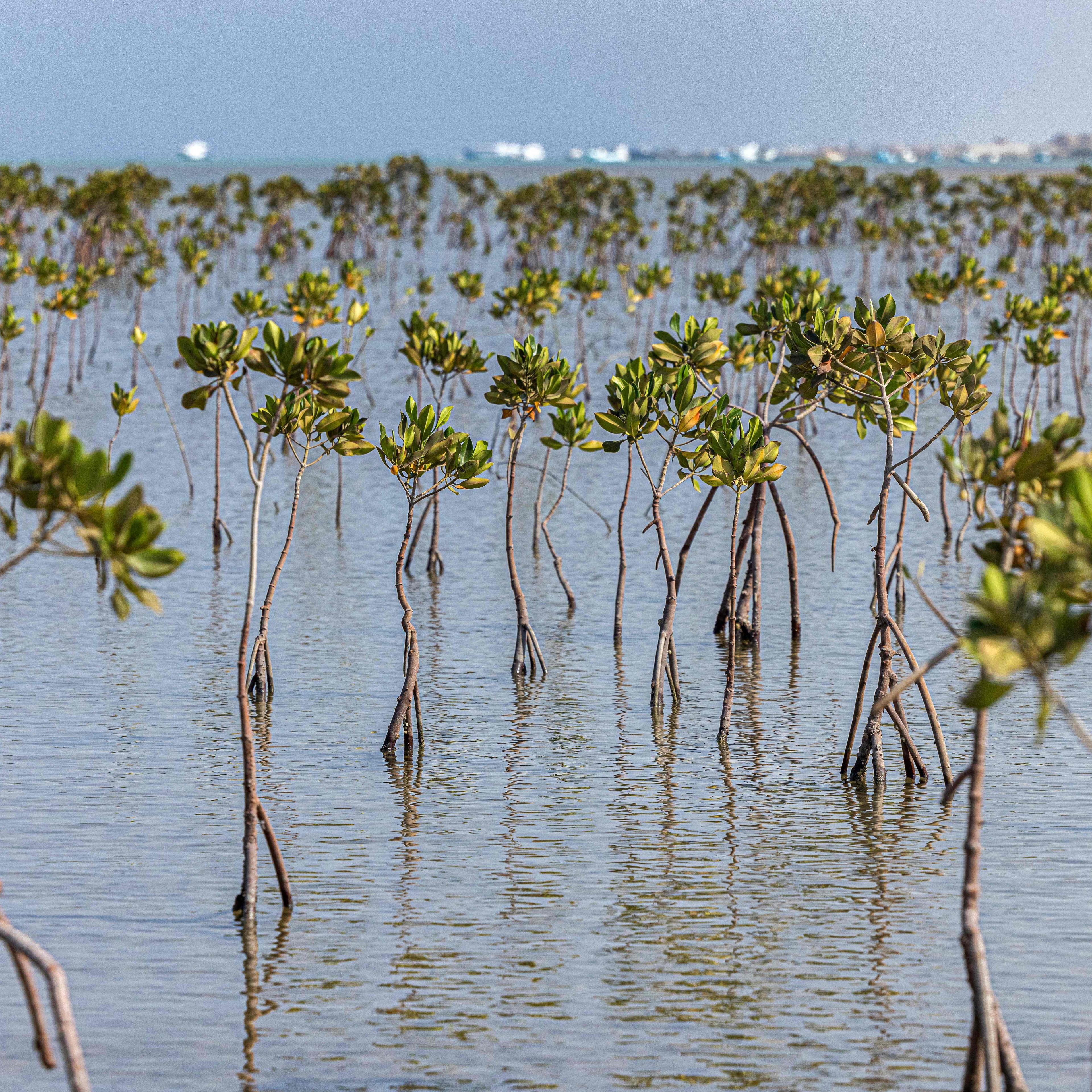 EGYPT-ENVIRONMENT-NATURE-CLIMATE-CONSERVATION-MANGROVE