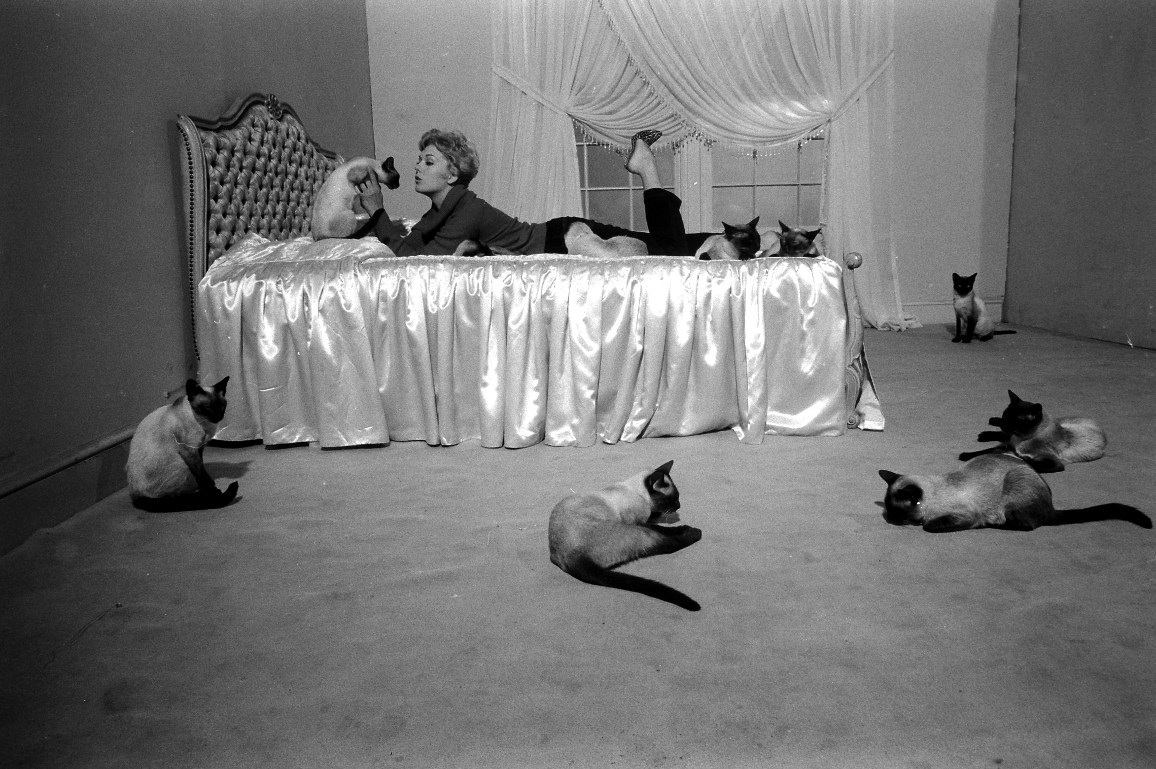 International Cat Day: LIFE Magazine's 25 Best Cat Photos