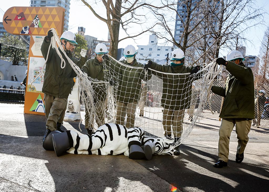 Watch the Tokyo Zoo Hold an Emergency Zebra Escape Drill