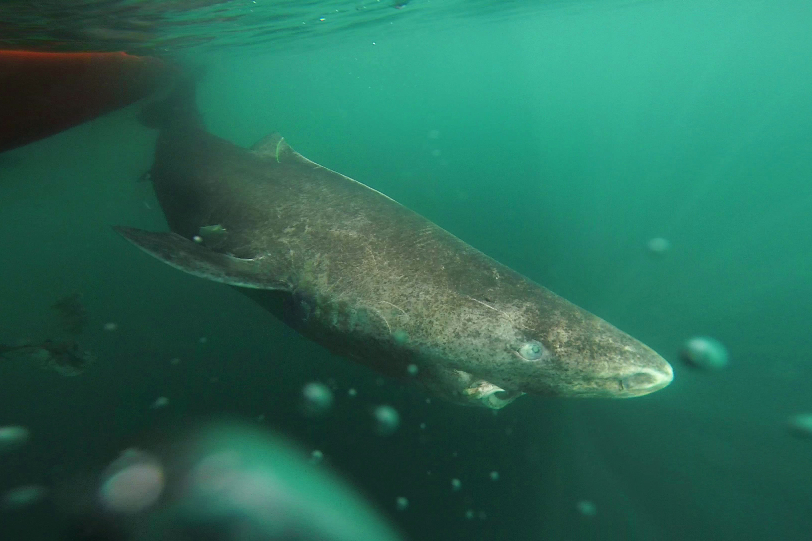 The eyes tell the tale: Greenland sharks may live to be 400 years old