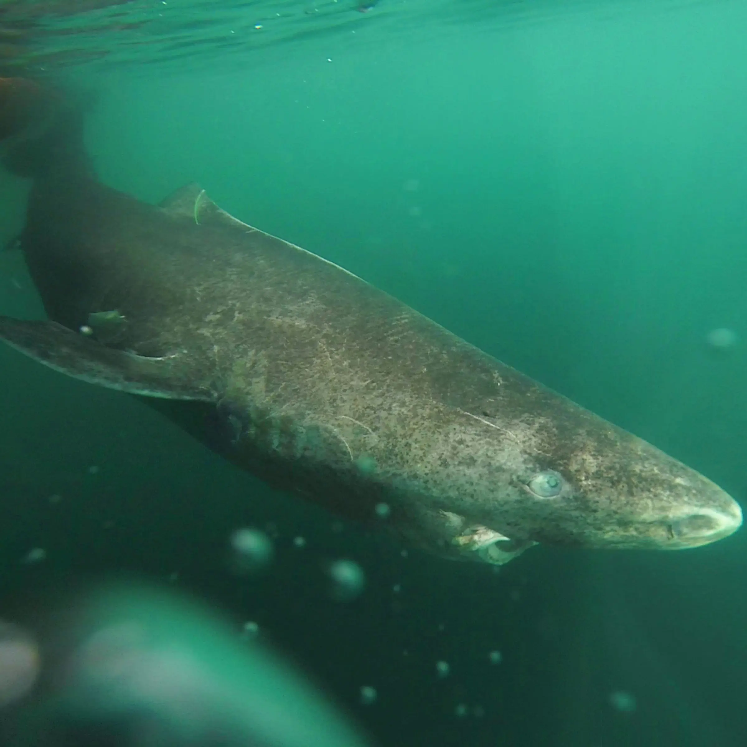 The eyes tell the tale: Greenland sharks may live to be 400 years old