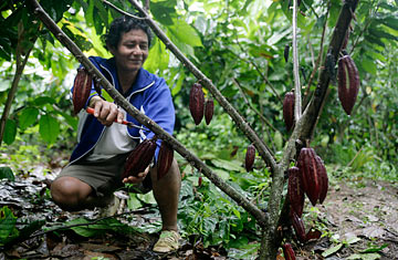 Drug Lords vs. Chocolate: From Coca to Cacao in Peru