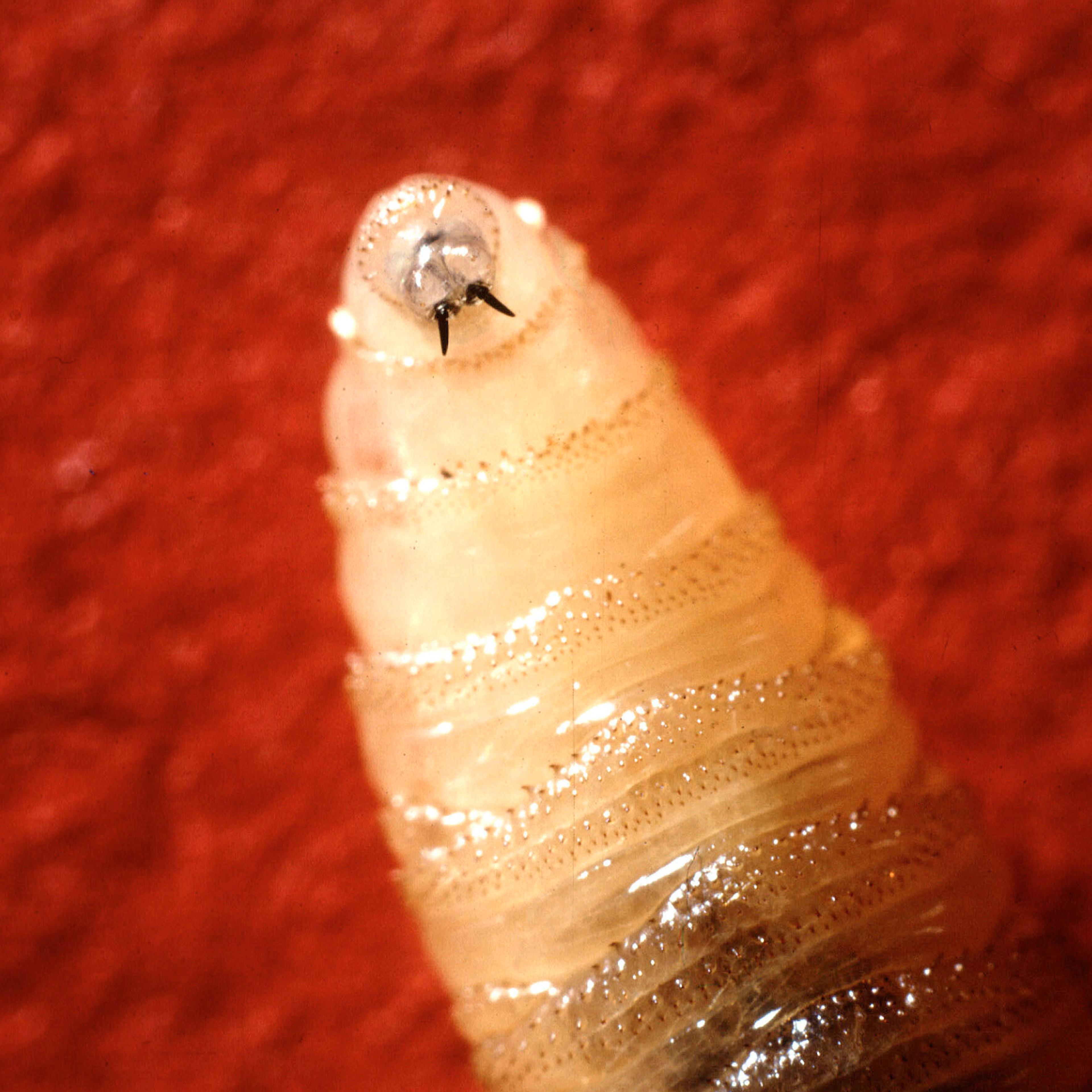 Screwworm