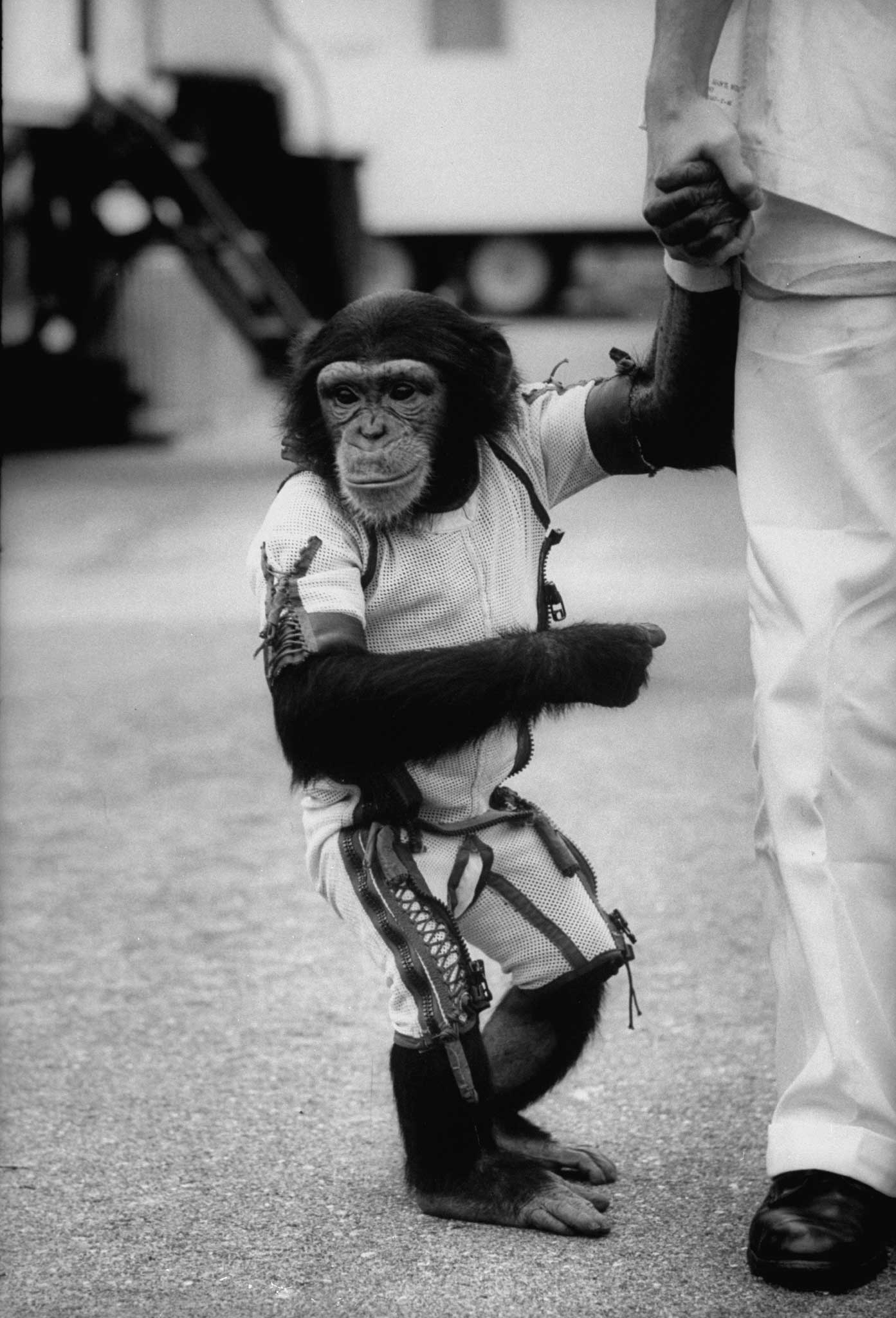 Astrochimps: Photos of Ham, the First Chimpanzee in Space, and Others