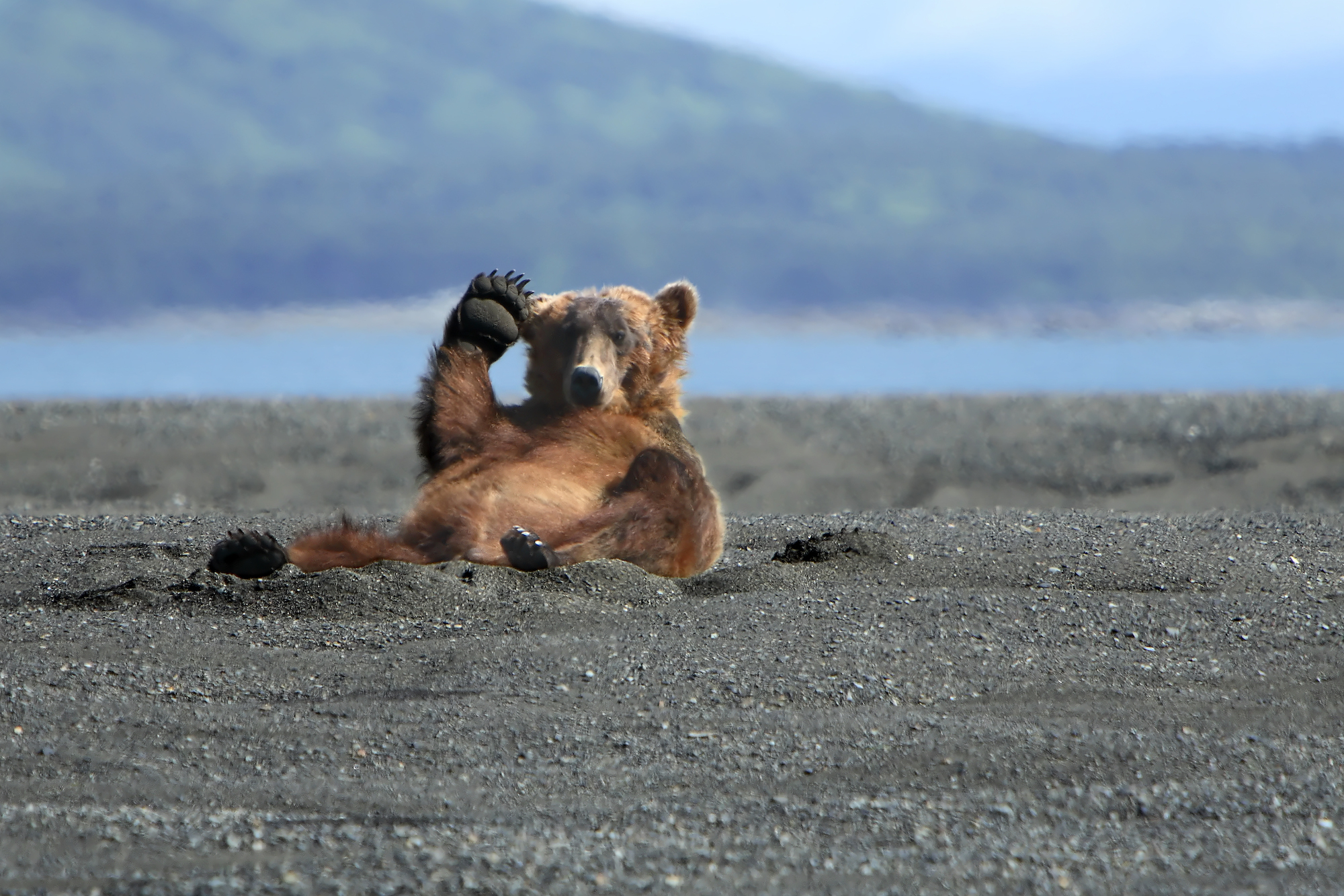 Very Chill Bear Follow His Bliss in a Relaxing Bath