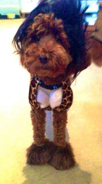 Sexy Halloween Costumes for Dogs, Pets and Humans