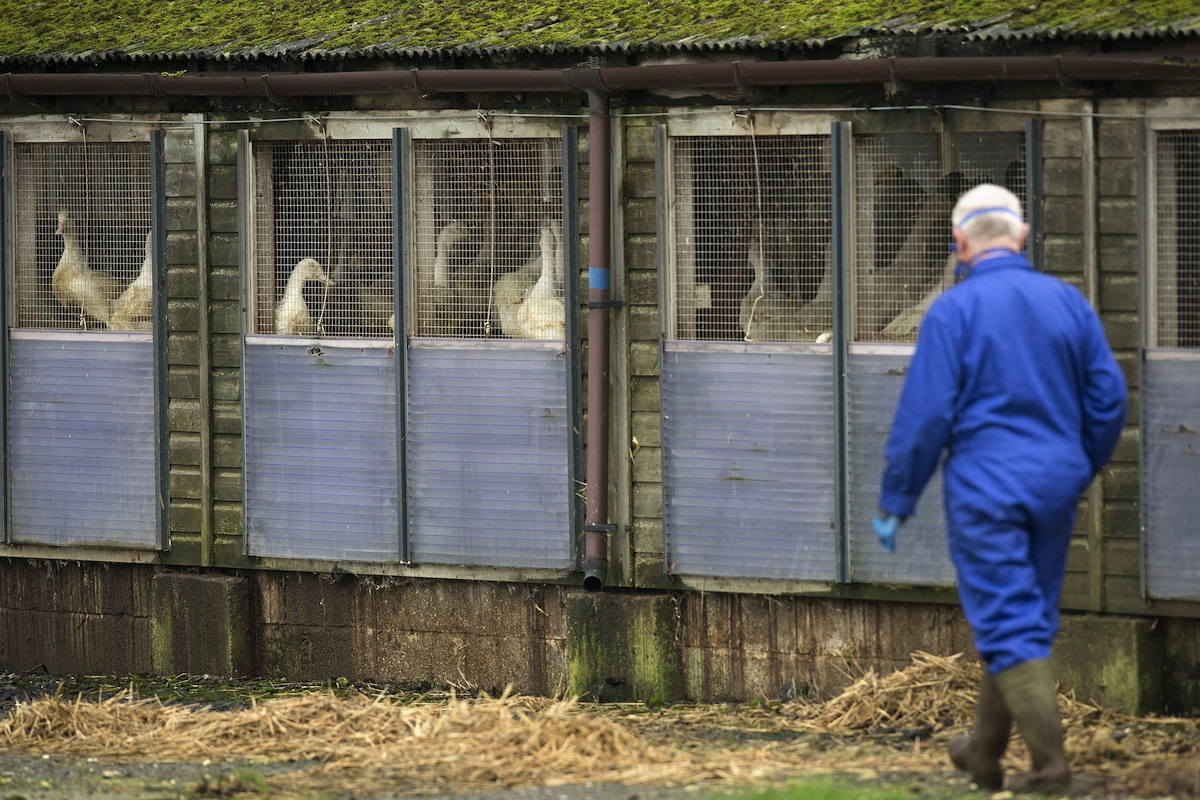 BRITAIN-HEALTH-BIRD-FLU