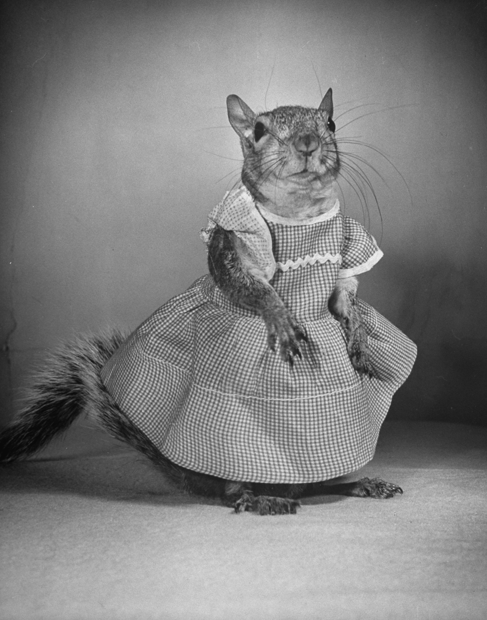 Tommy Tucker: A Squirrel