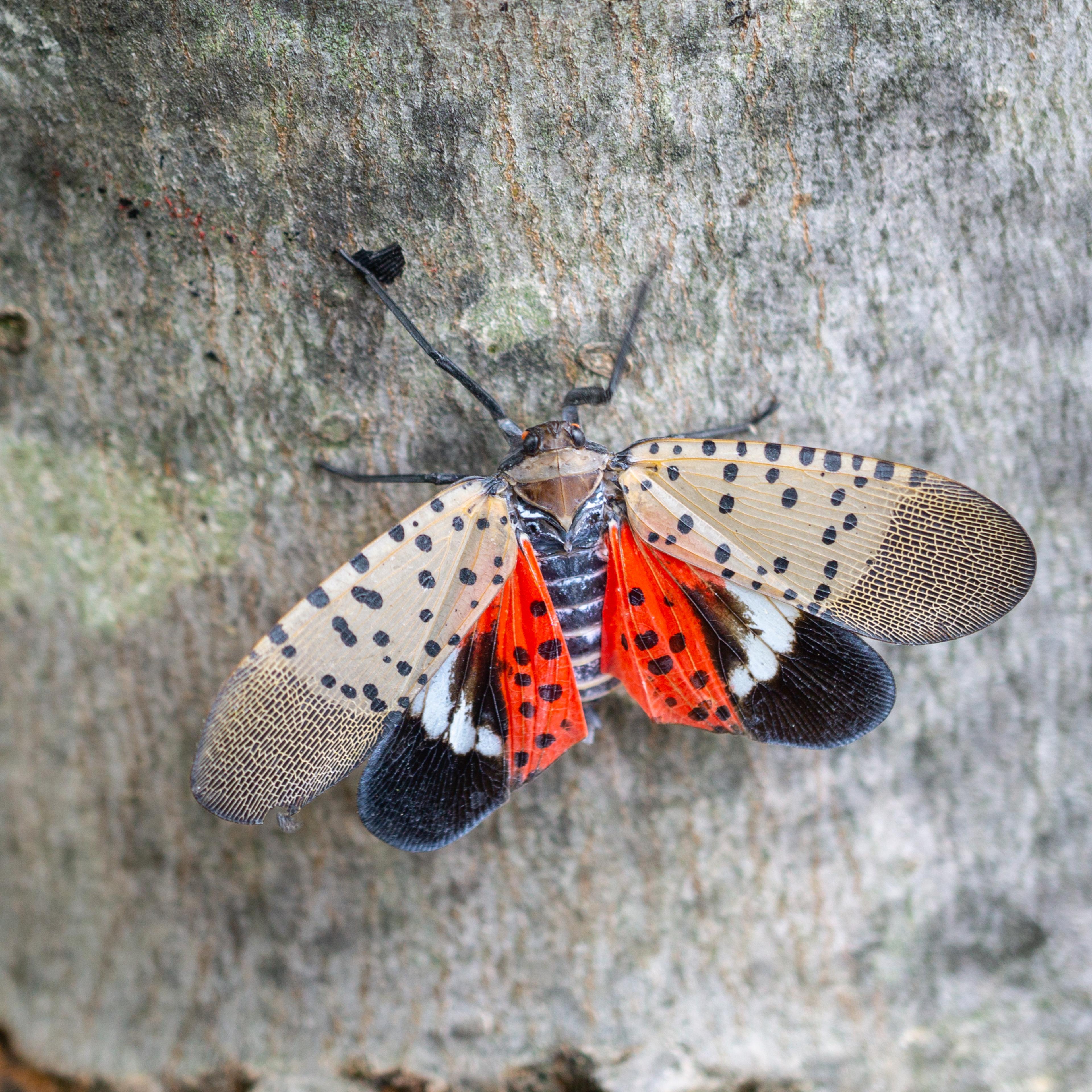 Spotted lanternfly on maple tree