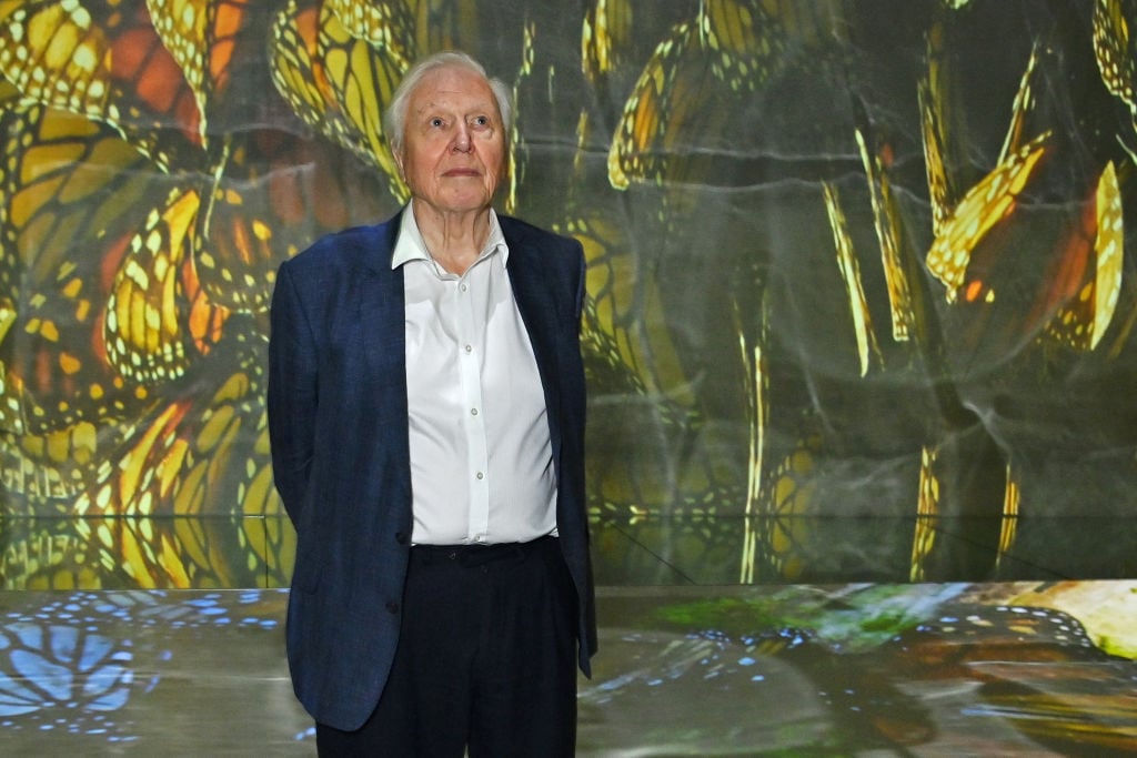 The World Is Celebrating David Attenborough's 100th Birthday With Butterflies and Concerts
