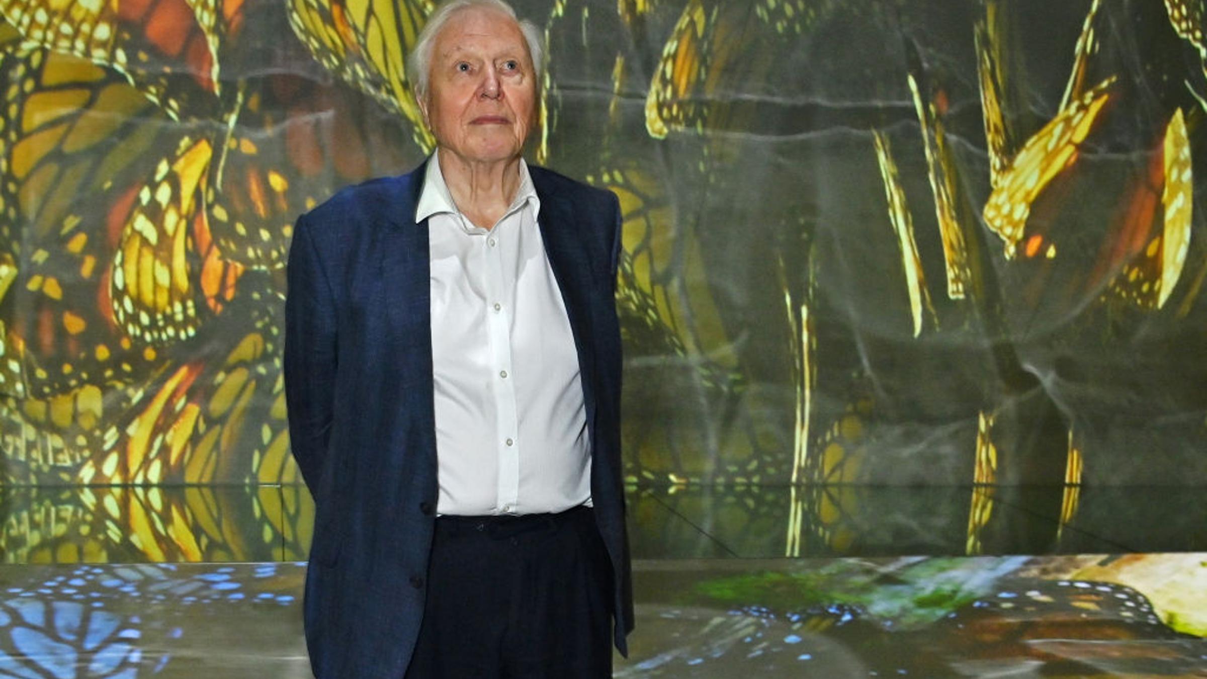 The World Is Celebrating David Attenborough's 100th Birthday With Butterflies and Concerts