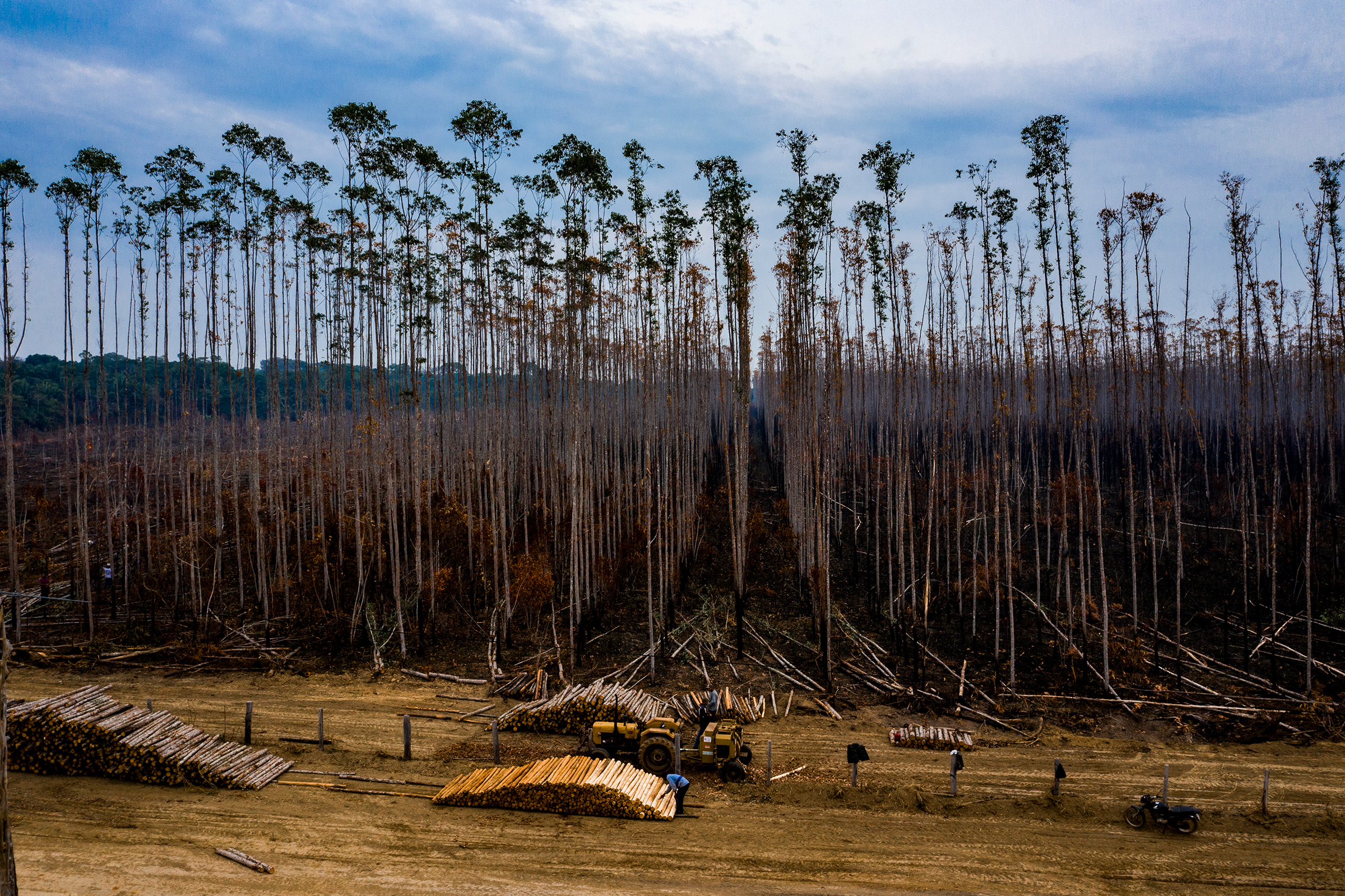 Burned trees behind piles of logs at a eucalyptus plantation in Porto Velho, Brazil, on Aug. 26.