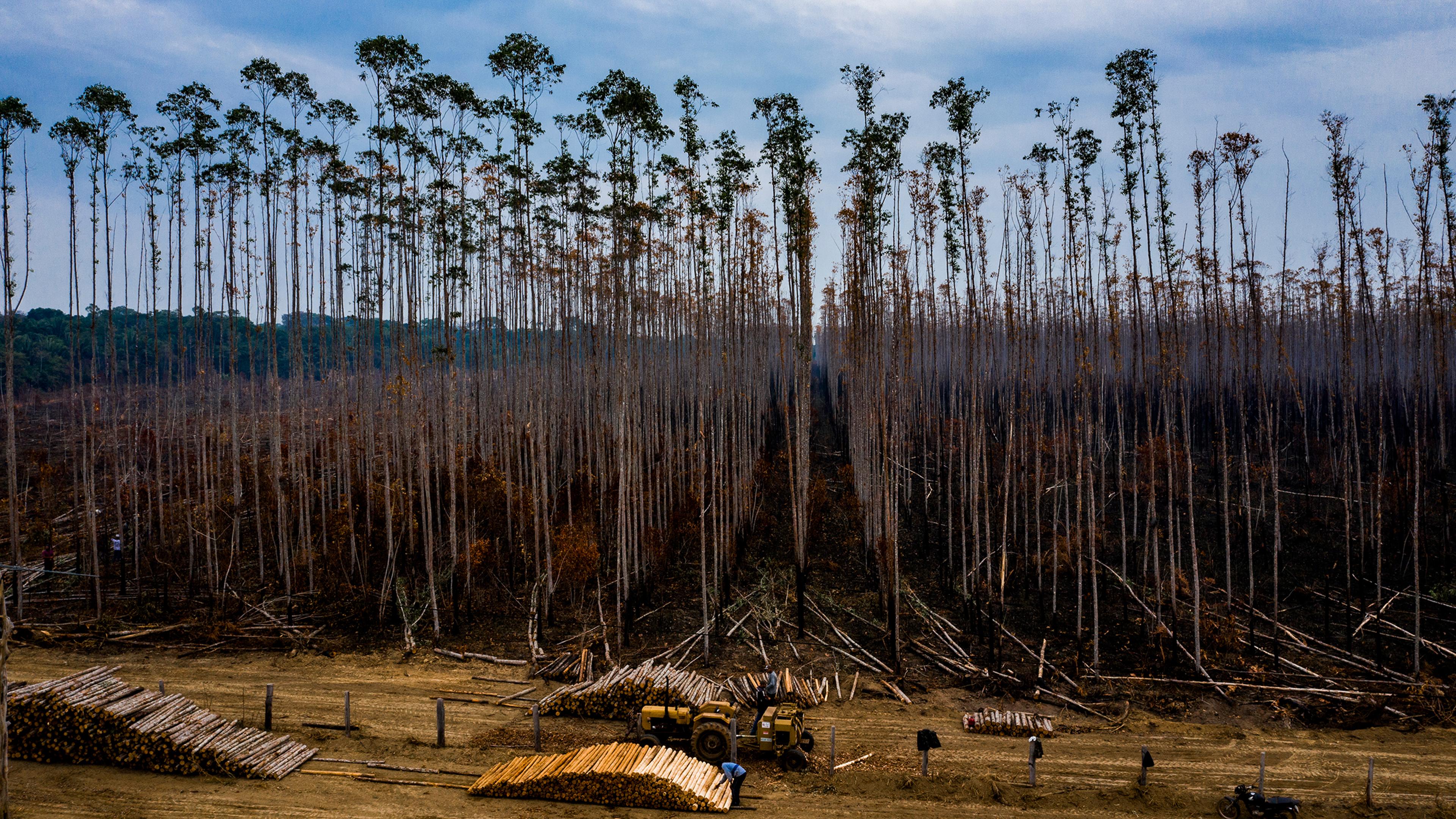 Burned trees behind piles of logs at a eucalyptus plantation in Porto Velho, Brazil, on Aug. 26.