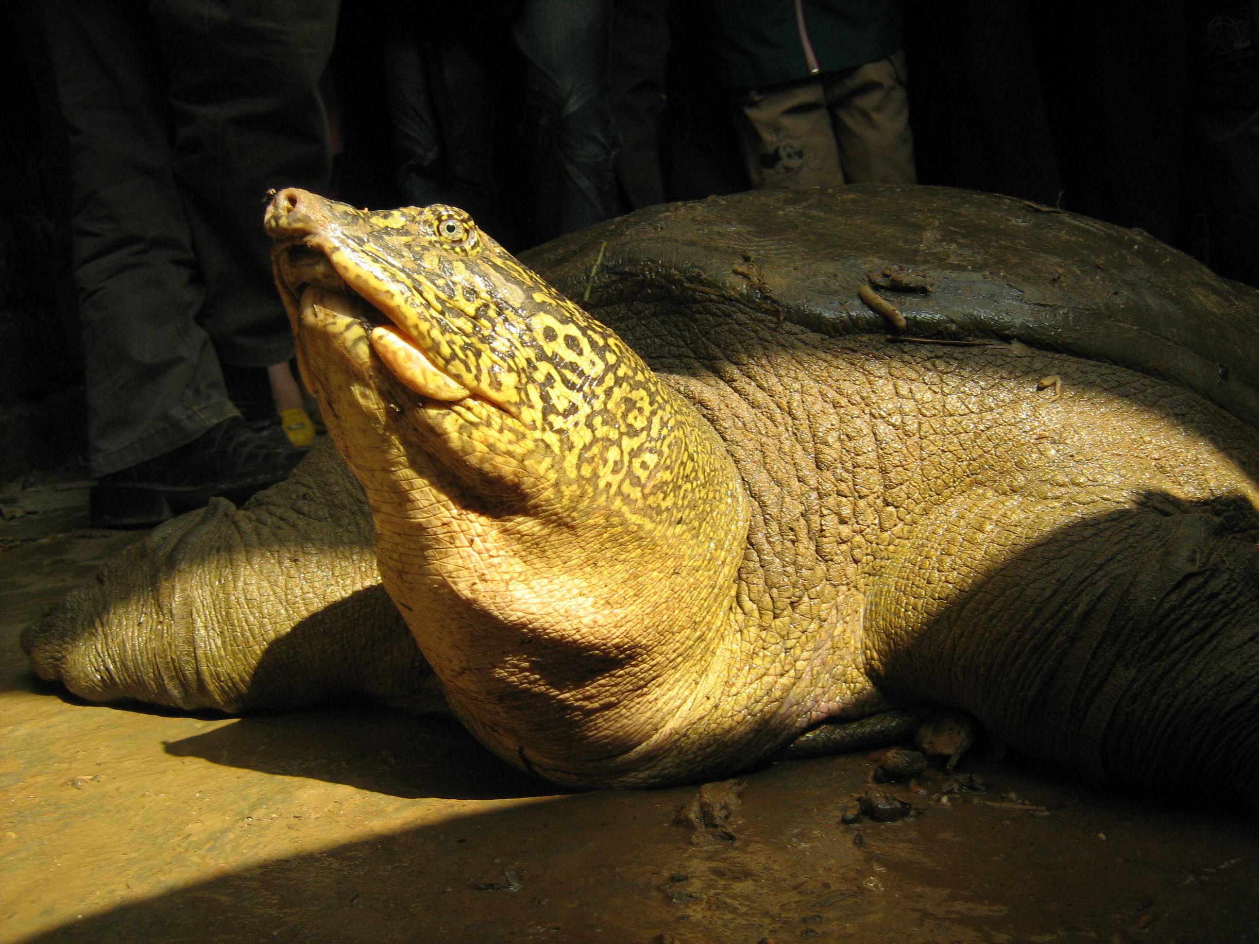 Rare, Revered Reptile on Brink of Extinction After Last Female Dies