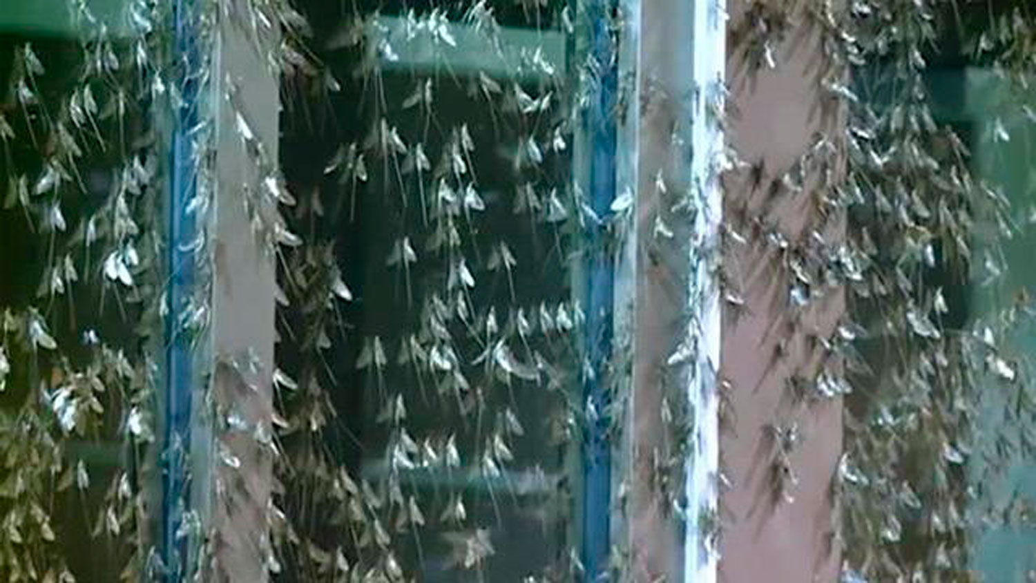Midwest Suffers Mayfly Swarm in Mississippi, Iowa and Wisconsin