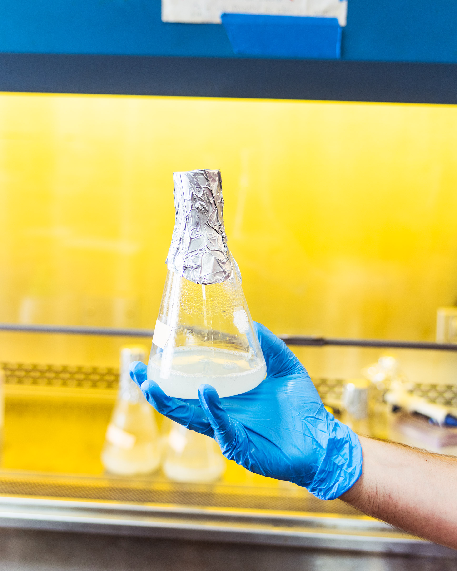 Open Insulin Project head scientist, Yann Huon de Kermadec works with yeast at the Omni Commons Counter Culture Labs in Oakland, CA. Images by Cayce Clifford