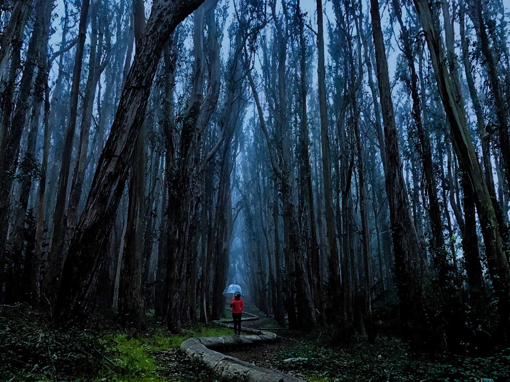 From Apple's "Shot on  iPhone" campaign