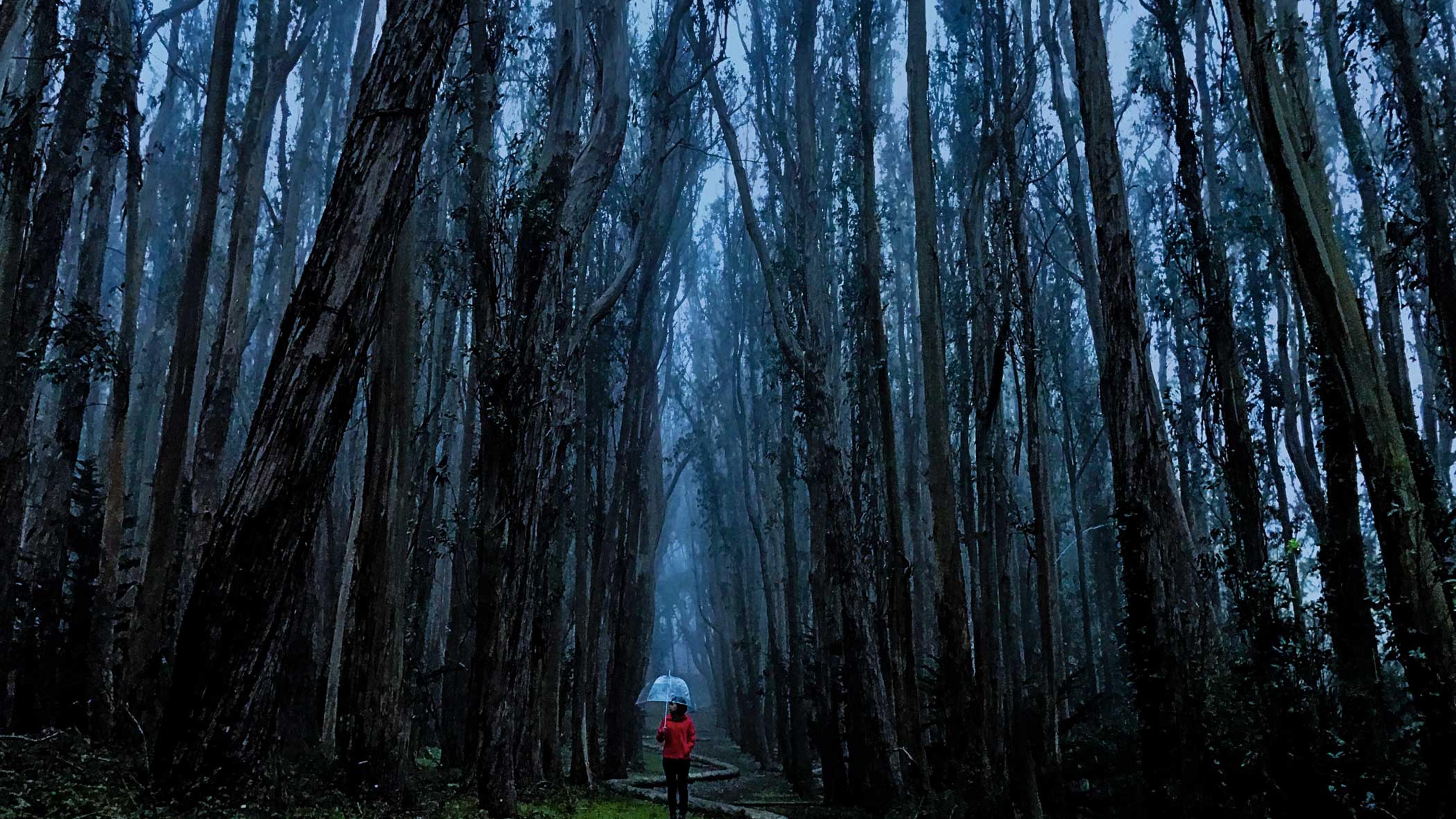 From Apple's "Shot on iPhone" campaign