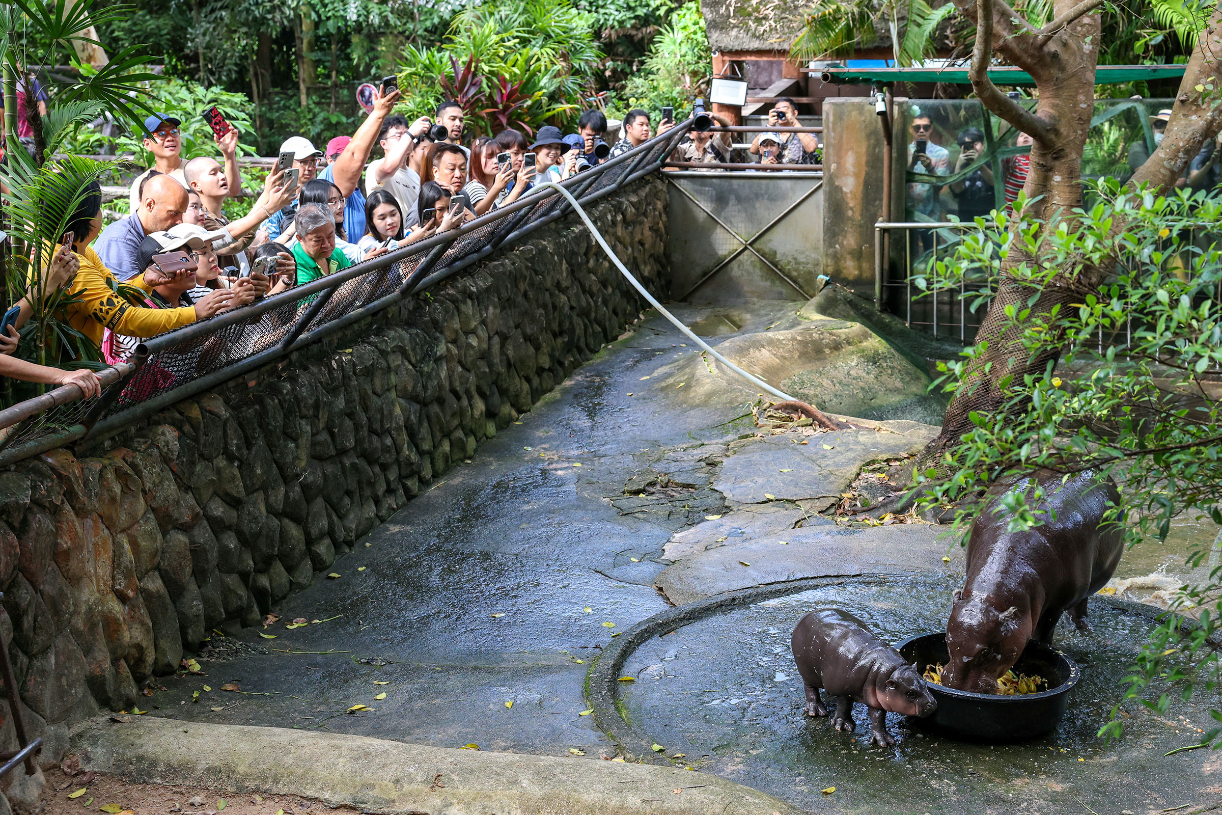 A two-month-old female pygmy hippo named "Moo Deng", who recently become a viral internet sensation, in Thailand
