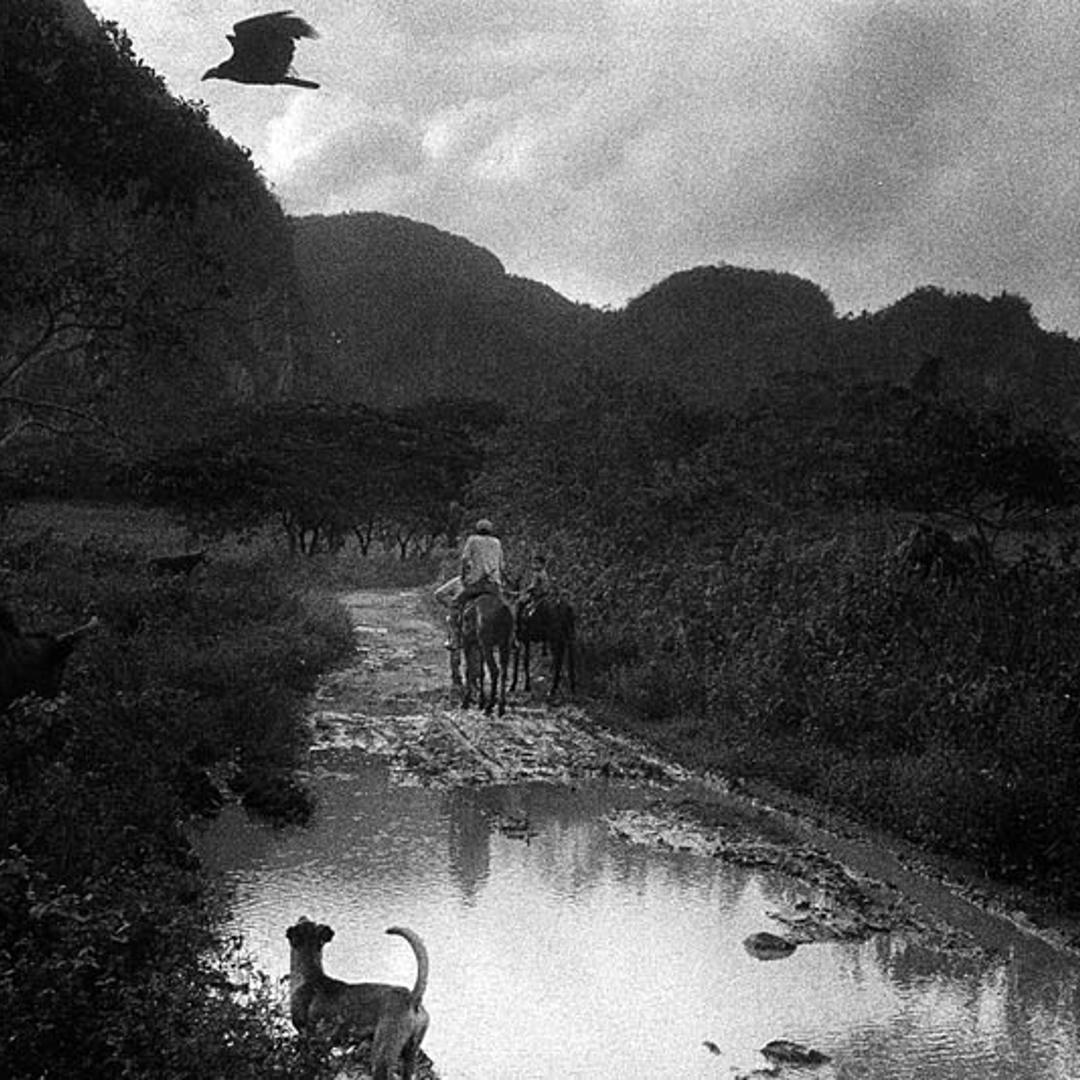 Dog and Hawk. Viñales, Cuba. 2002.