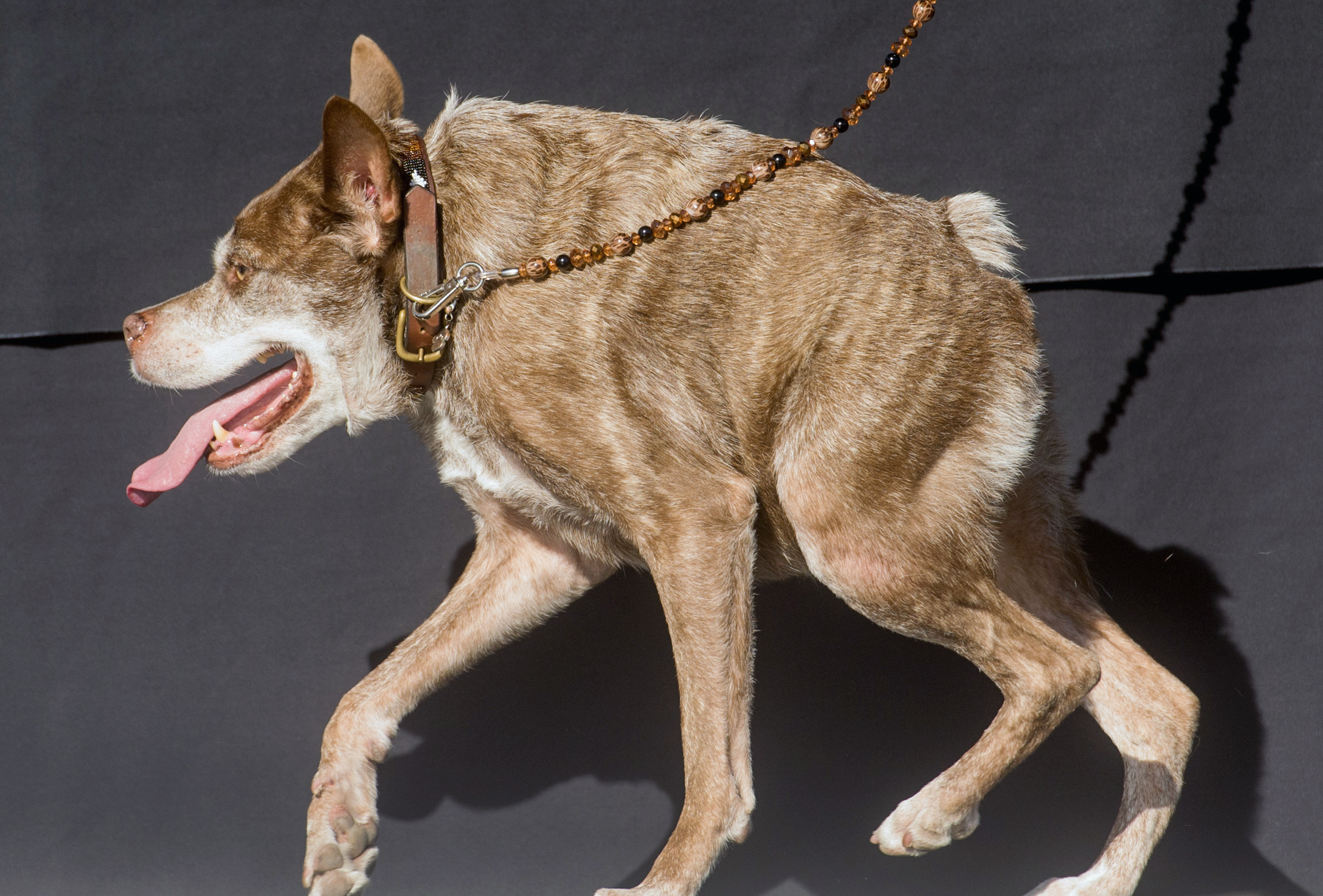 Worlds Ugliest Dog Gets An Incredible Makeover From Jimmy Kimmel
