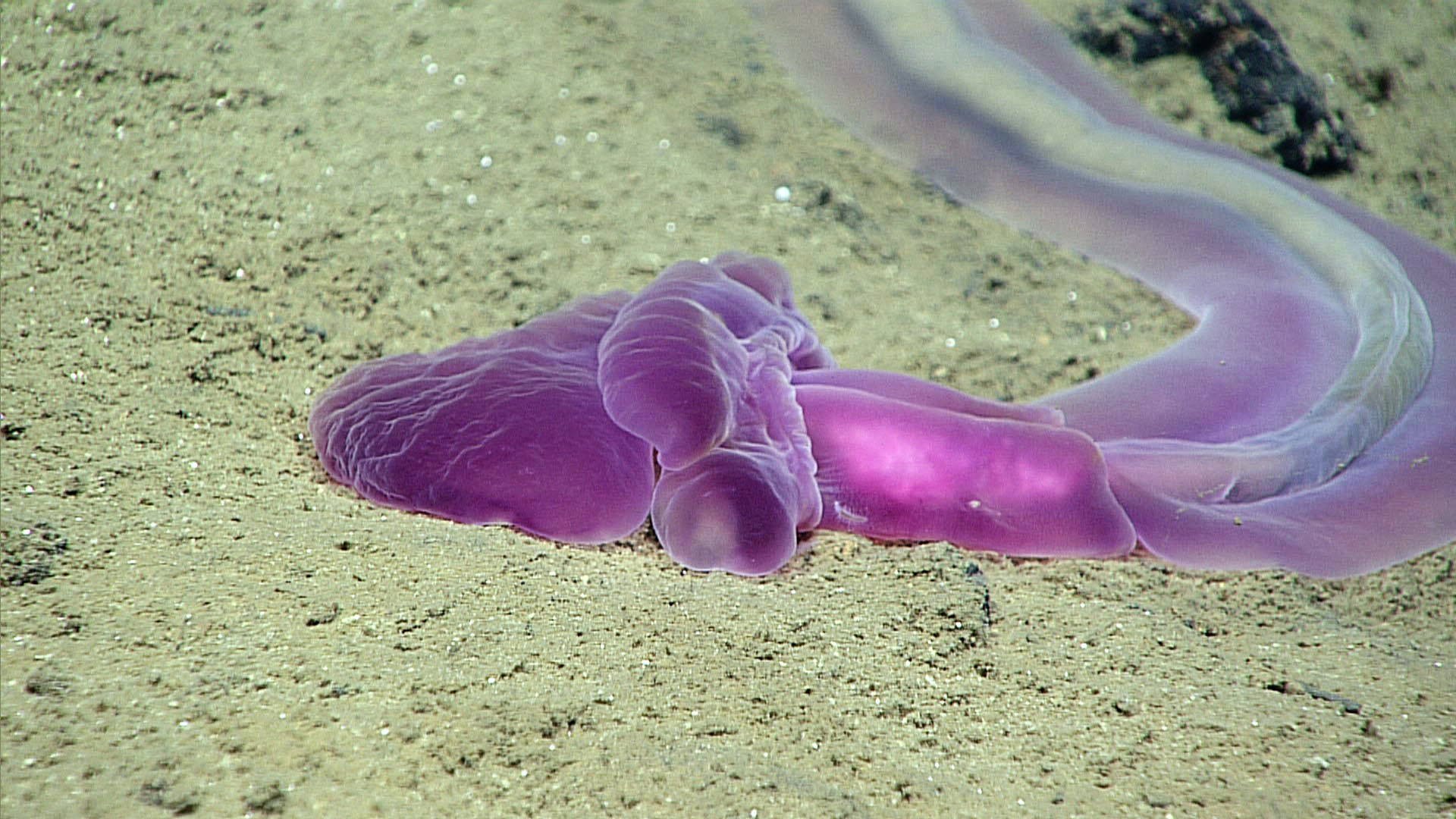 Okeanos Explorer: Bizarre and Beautiful Deep Sea Creatures