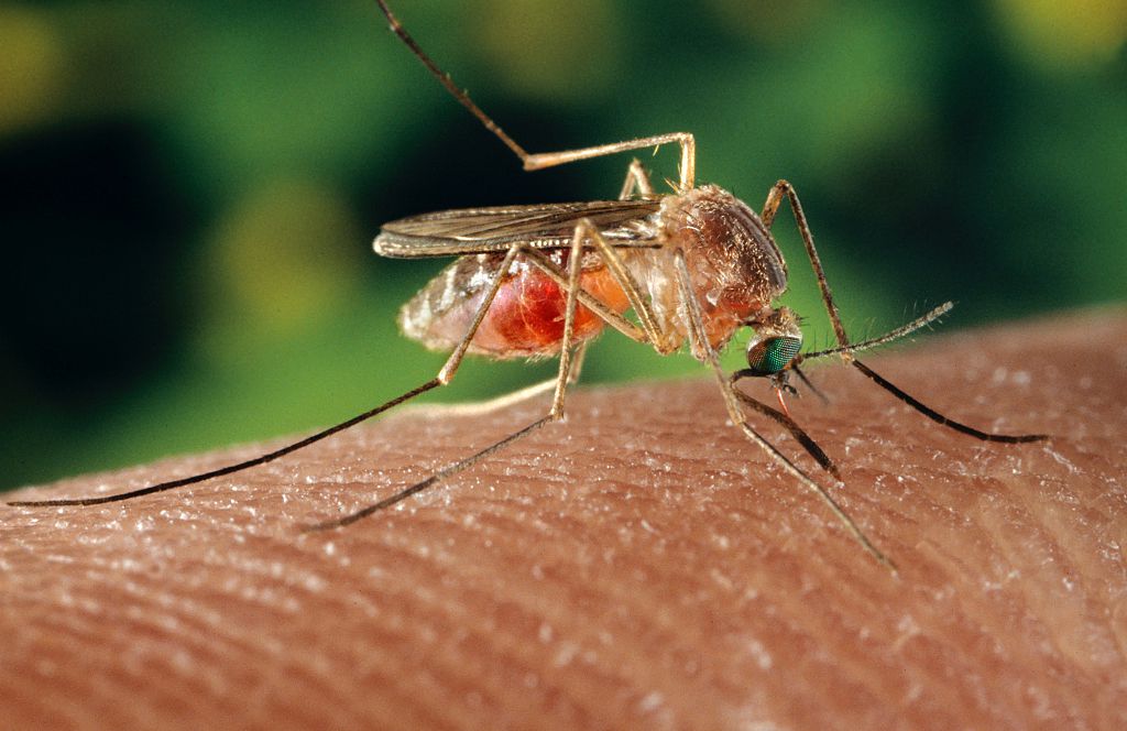 Mosquito Biting Skin