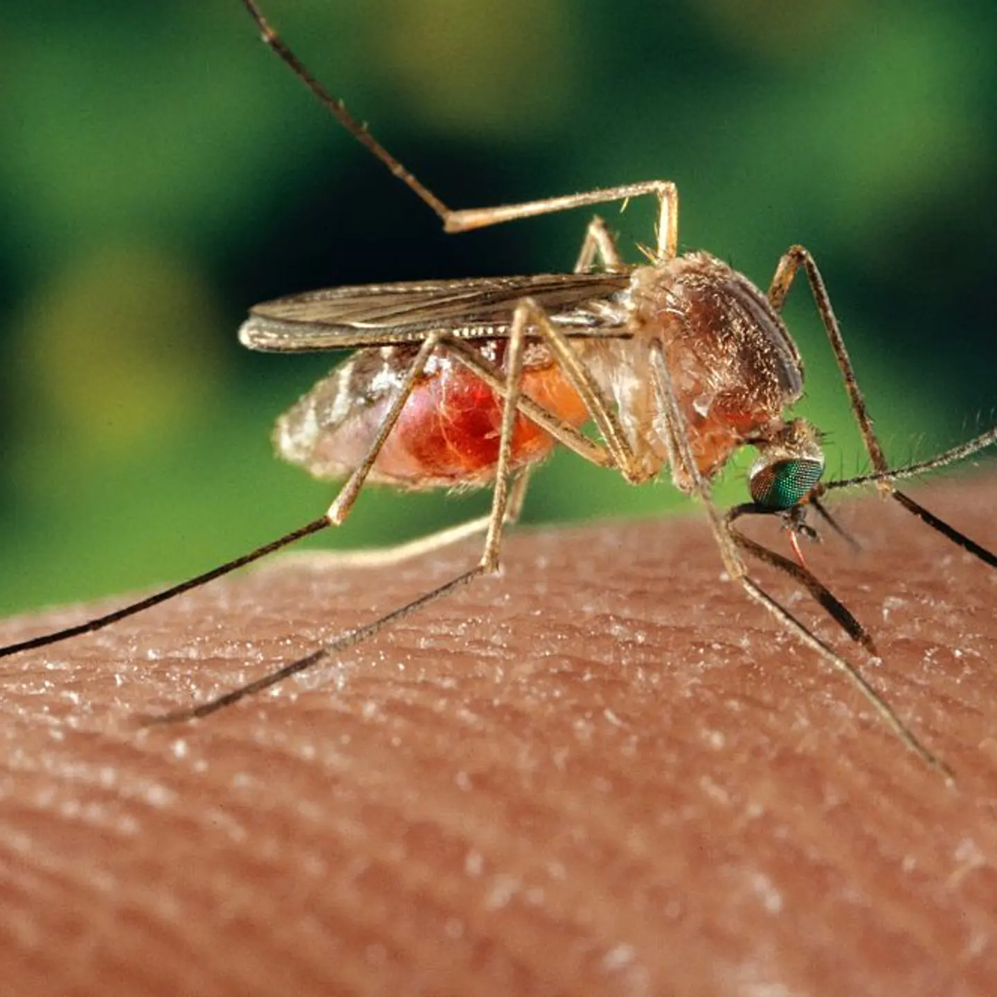 Mosquito Biting Skin