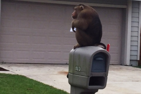 monkey-mailbox-sanford-police.