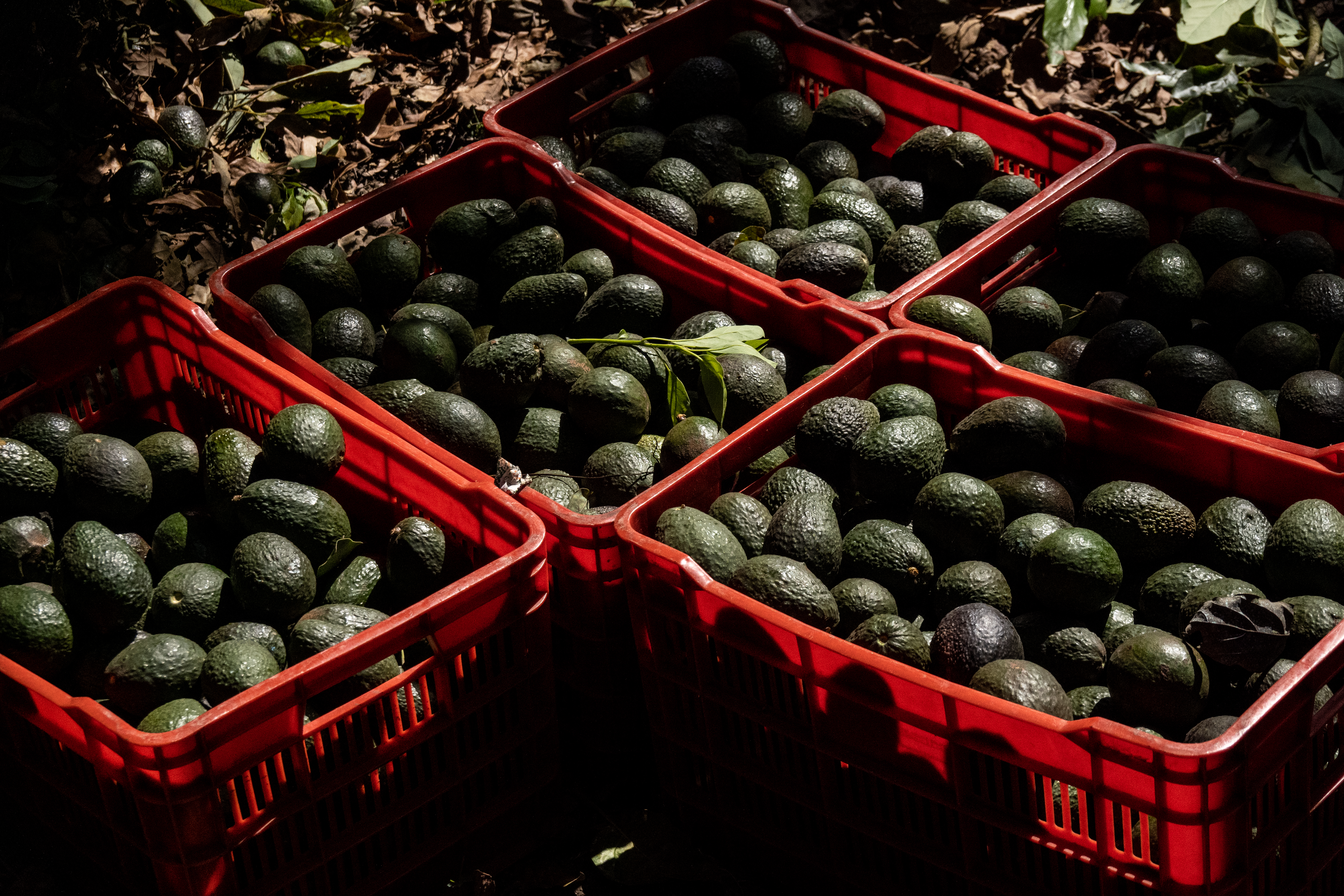 Mexico Resumes Exports Of Avocados To U.S. Following Temporary Halt
