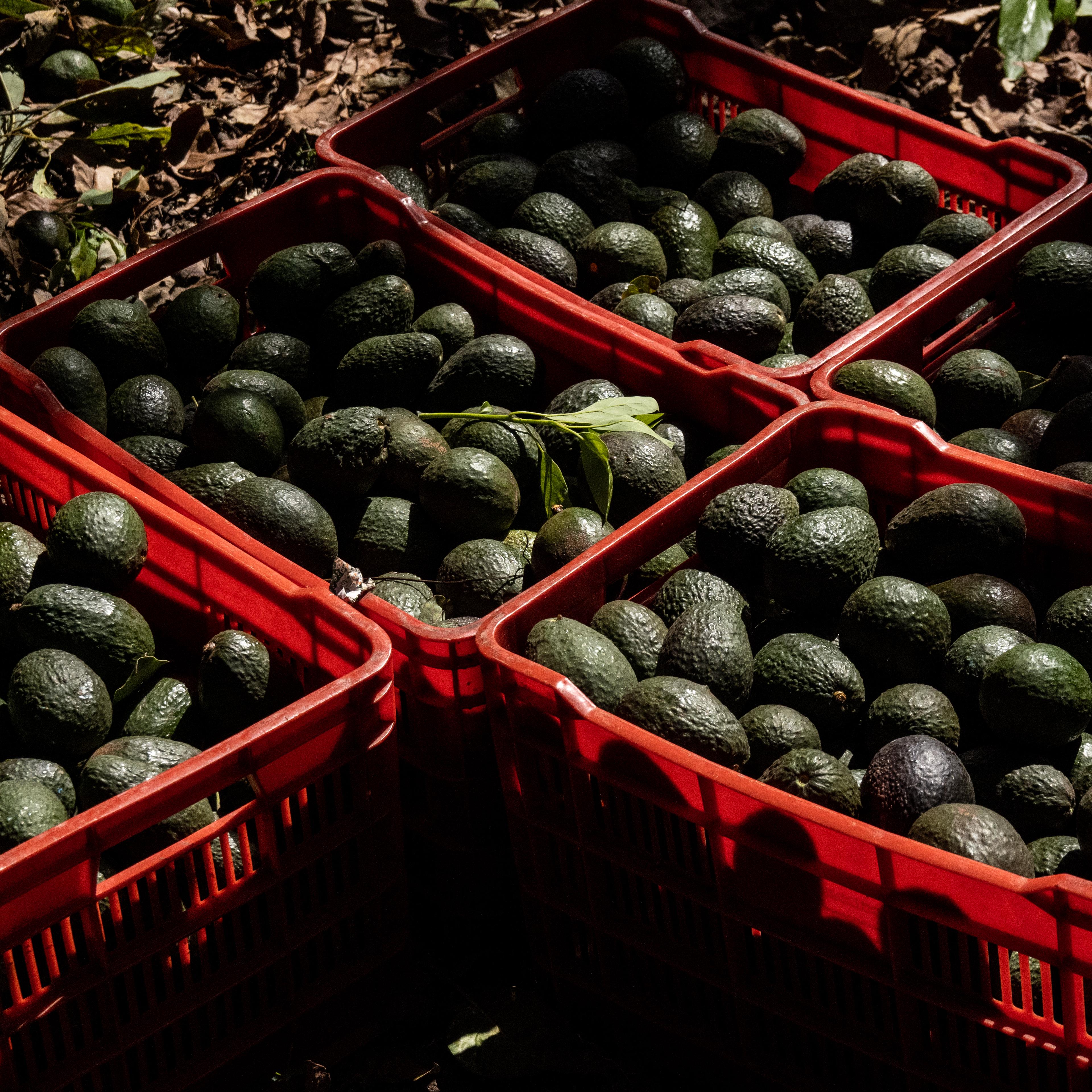 Mexico Resumes Exports Of Avocados To U.S. Following Temporary Halt