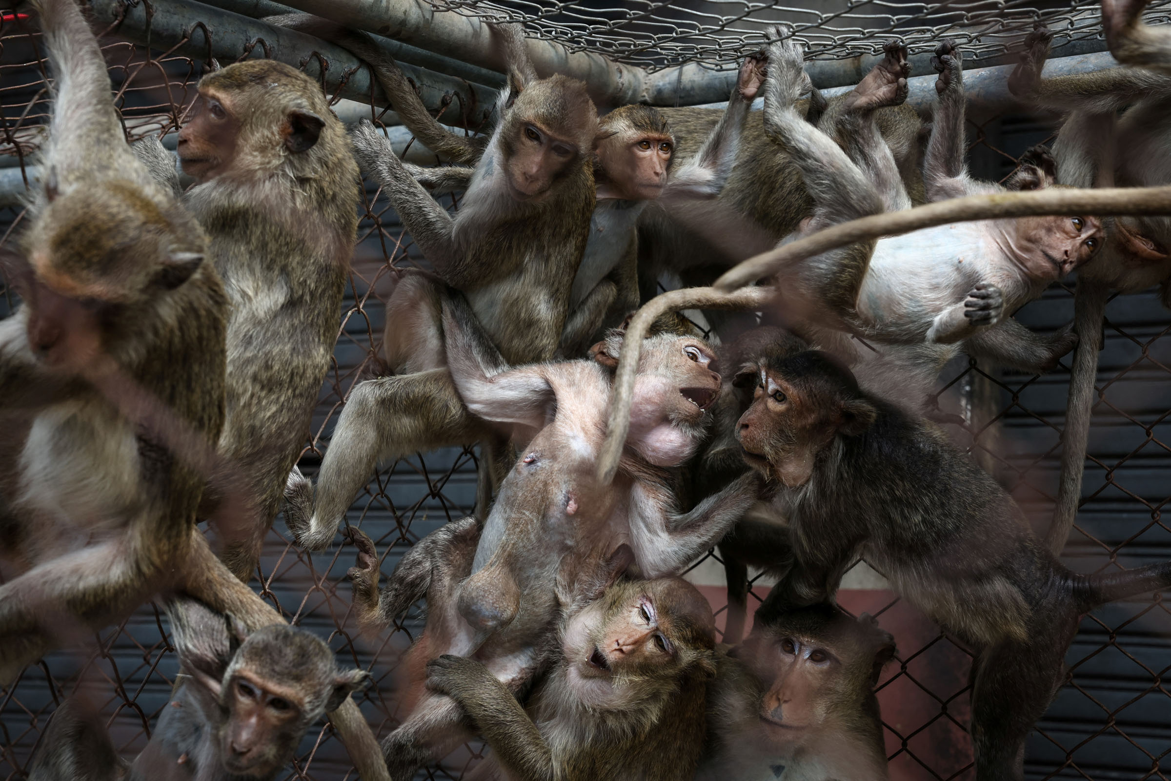 The Wider Image: No more monkey mania in Thai town after clamp down
