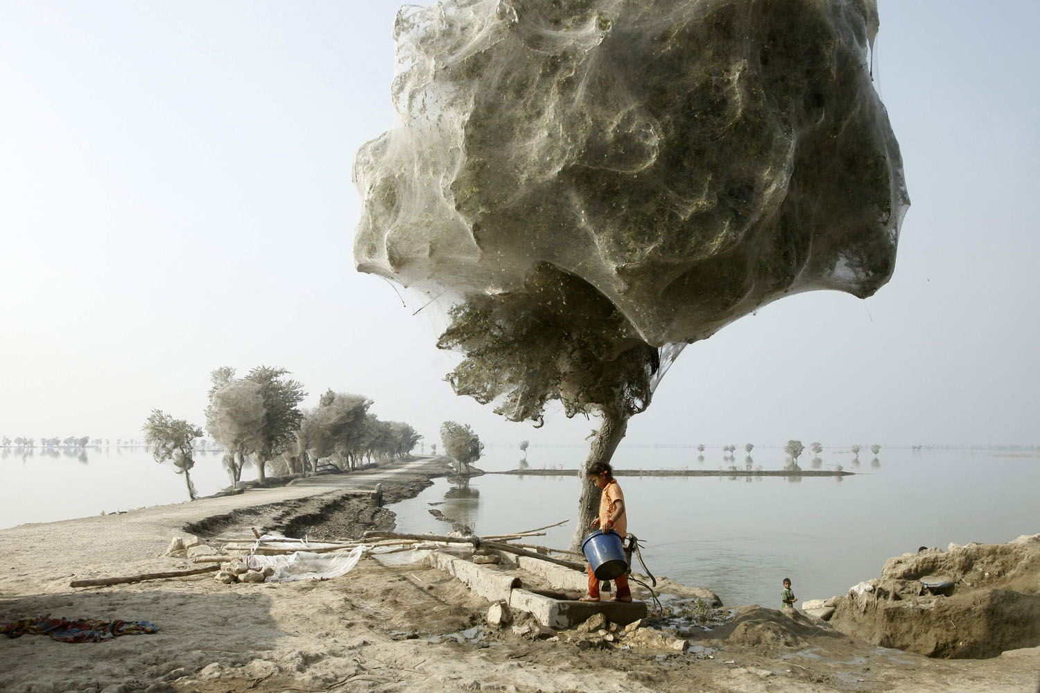 Trees covered with spider webs in flood affected Sindh province, Pakistan.