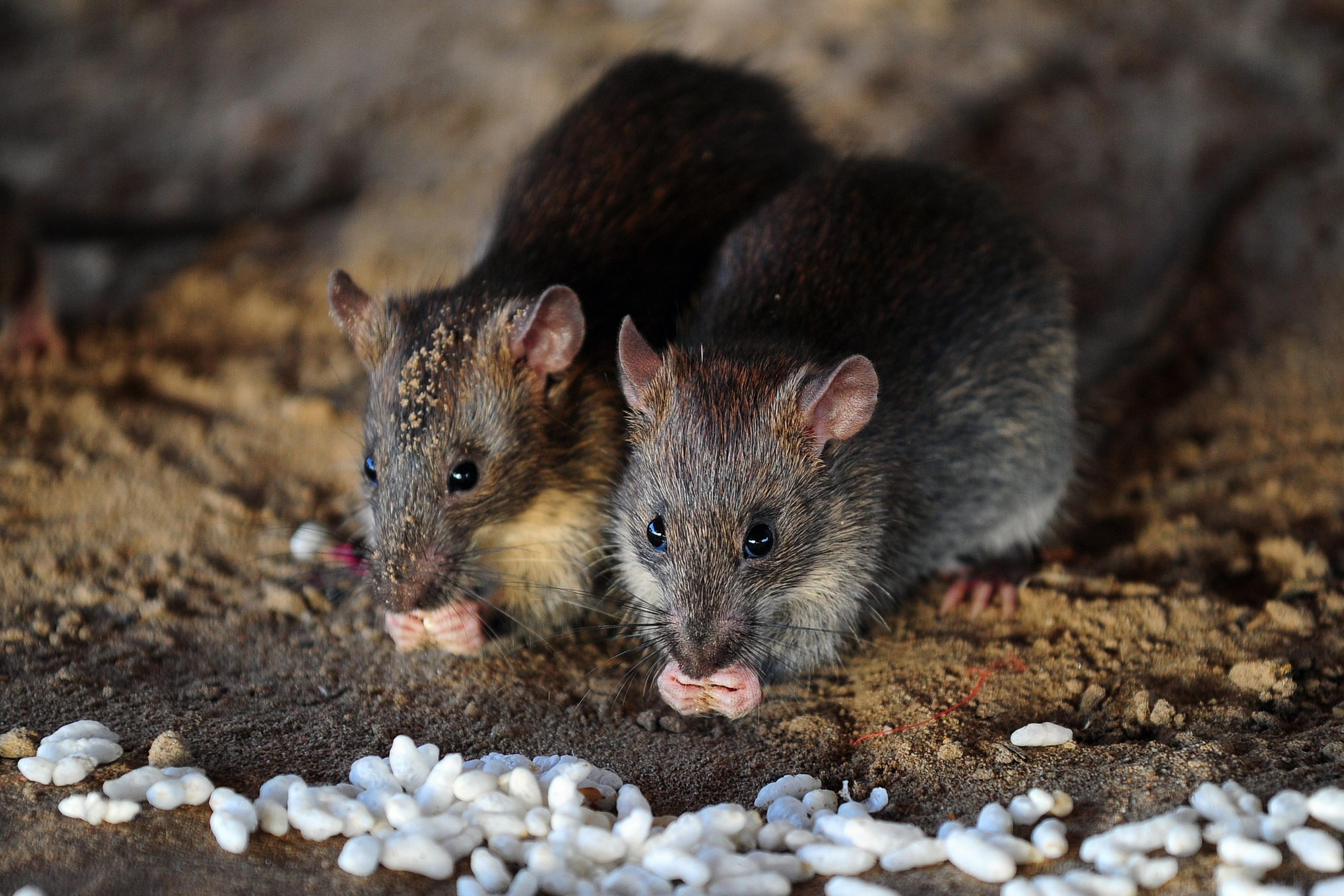 do rats eat tobacco Scientist Explains the Secret Lives of New York City Rats do rats eat tobacco Scientist Explains the Secret Lives of New York City Rats
