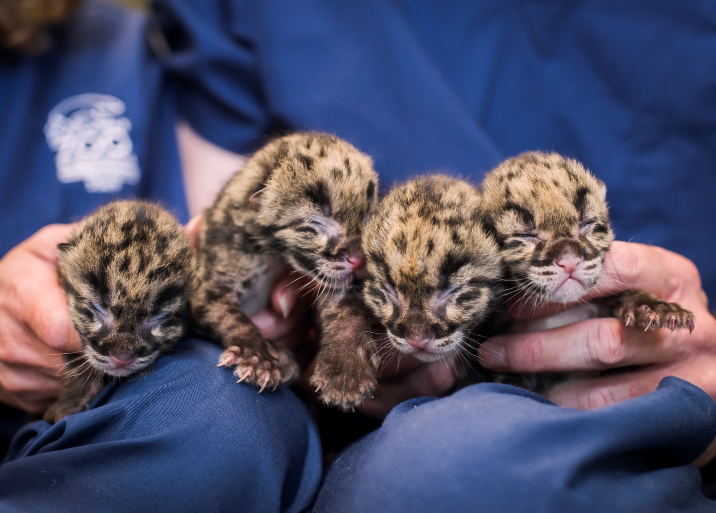 Clouded Leopard Quadruplets at the Port Defiance Zoo & Aquarium: Video