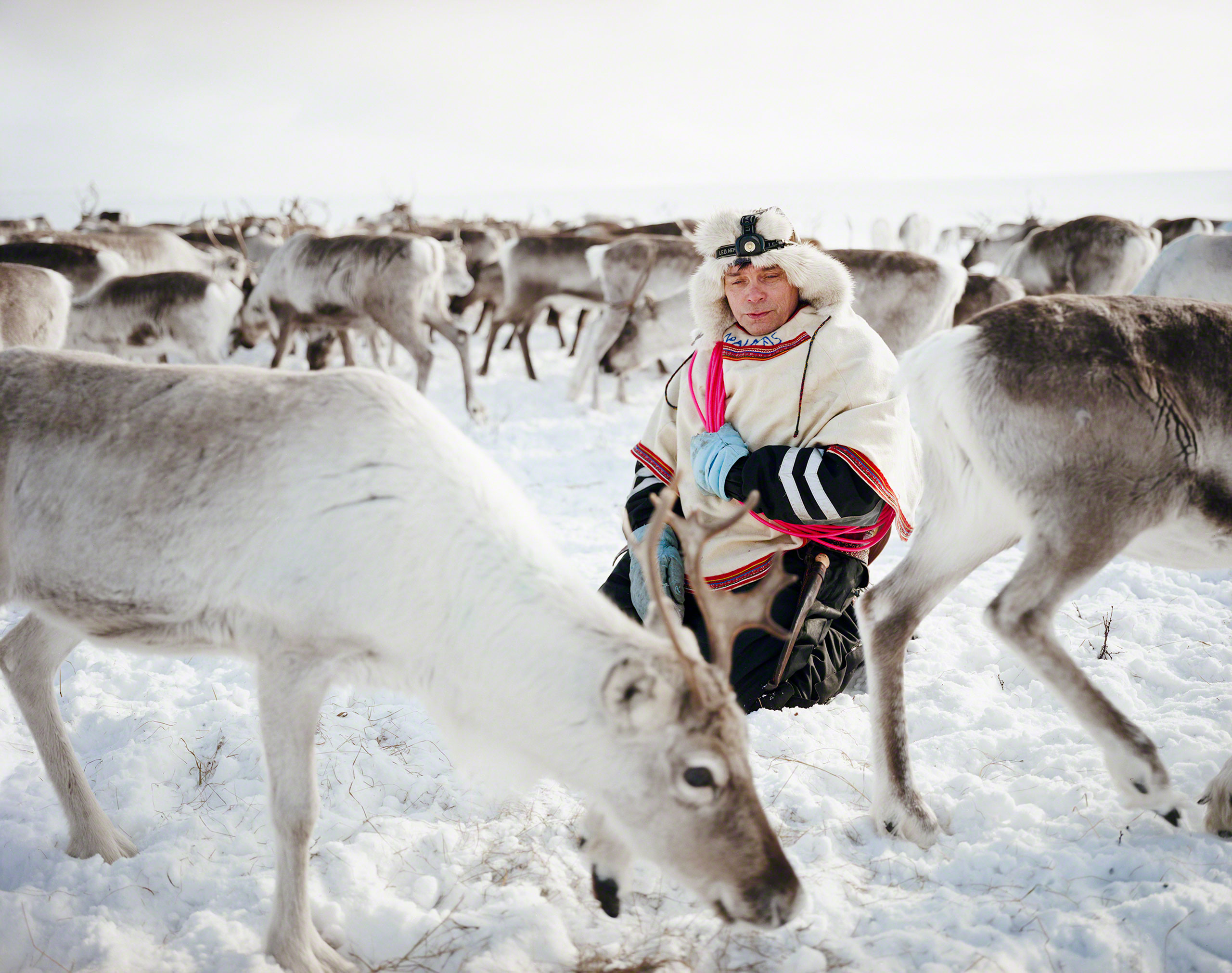 Reindeer can spook suddenly, so Nils Peder kneels calmly in the midst of the herd on which his livelihood depends. He holds a lasso color-coded to indicate the temperature and season in which it works best. As he watches the animals, Nils Peder is yoikin