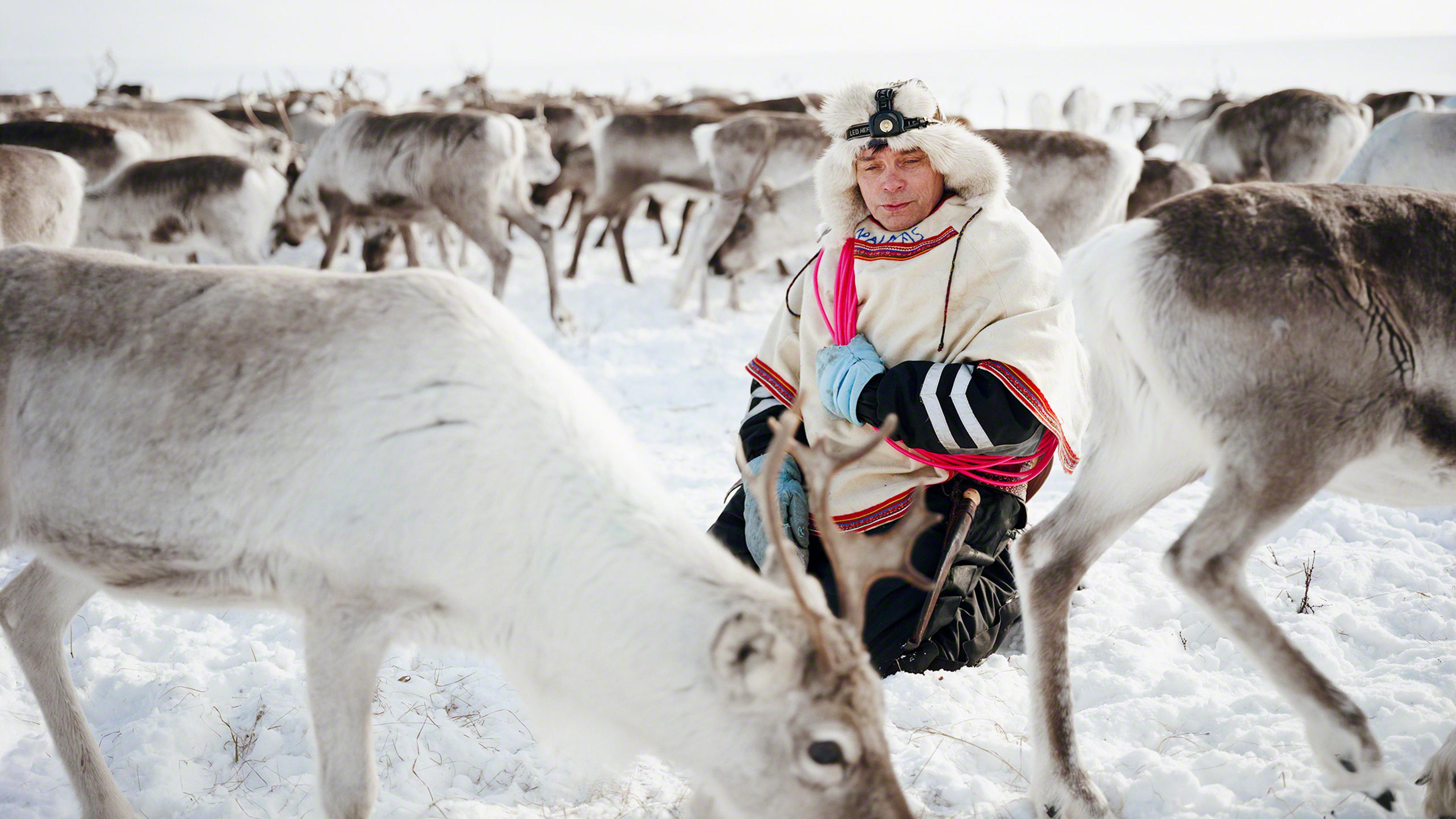 Reindeer can spook suddenly, so Nils Peder kneels calmly in the midst of the herd on which his livelihood depends. He holds a lasso color-coded to indicate the temperature and season in which it works best. As he watches the animals, Nils Peder is yoikin