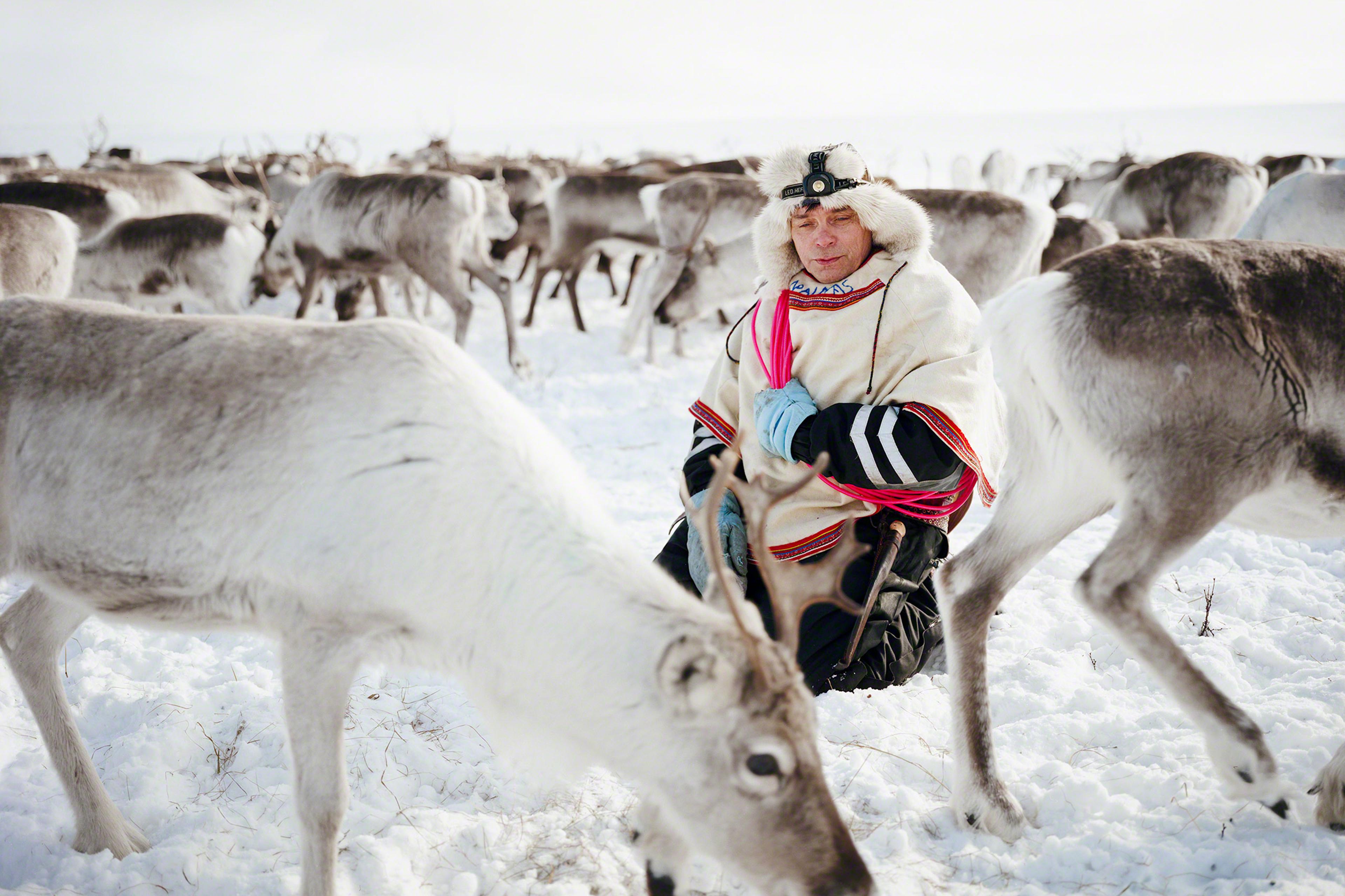 Reindeer can spook suddenly, so Nils Peder kneels calmly in the midst of the herd on which his livelihood depends. He holds a lasso color-coded to indicate the temperature and season in which it works best. As he watches the animals, Nils Peder is yoikin