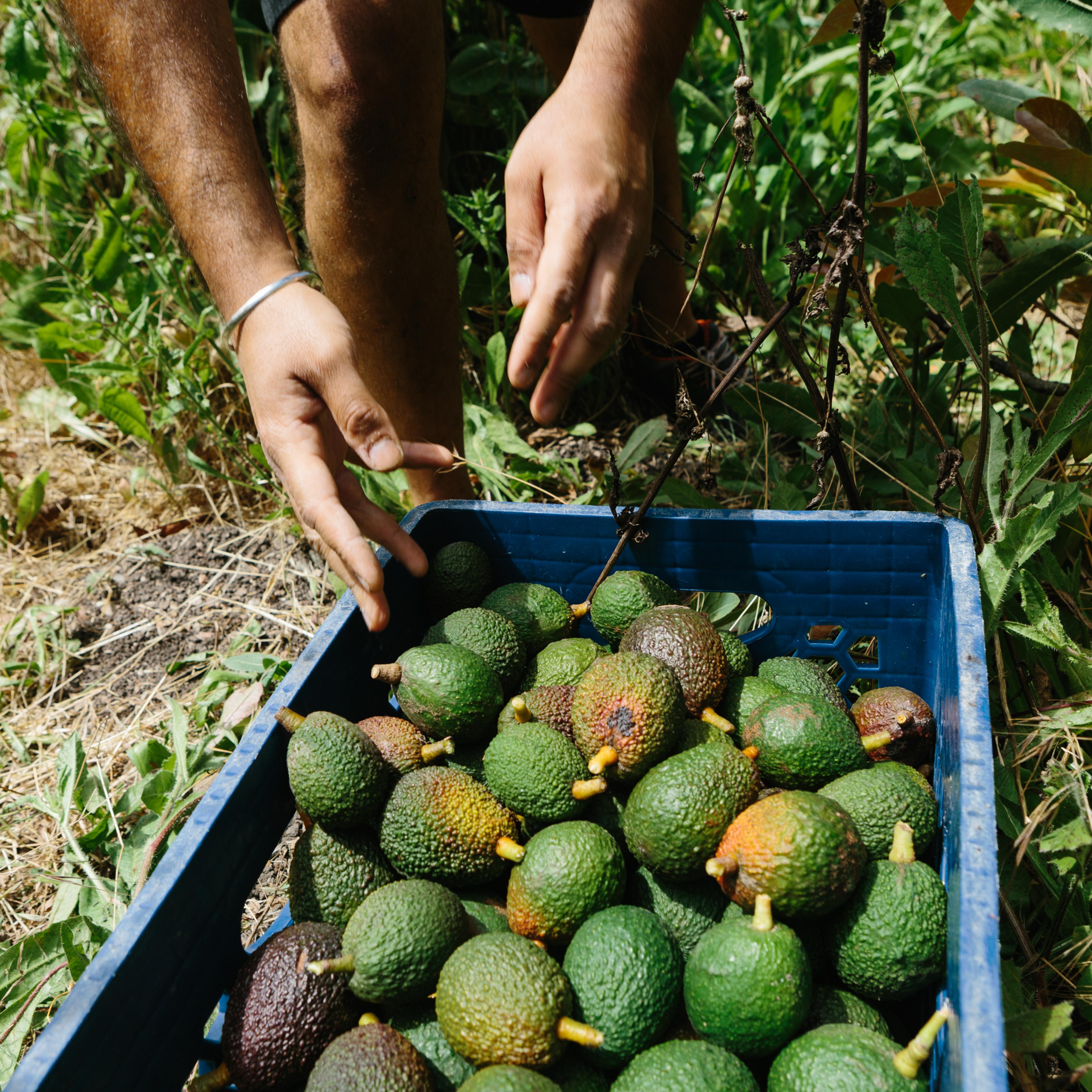 Picking Avocados