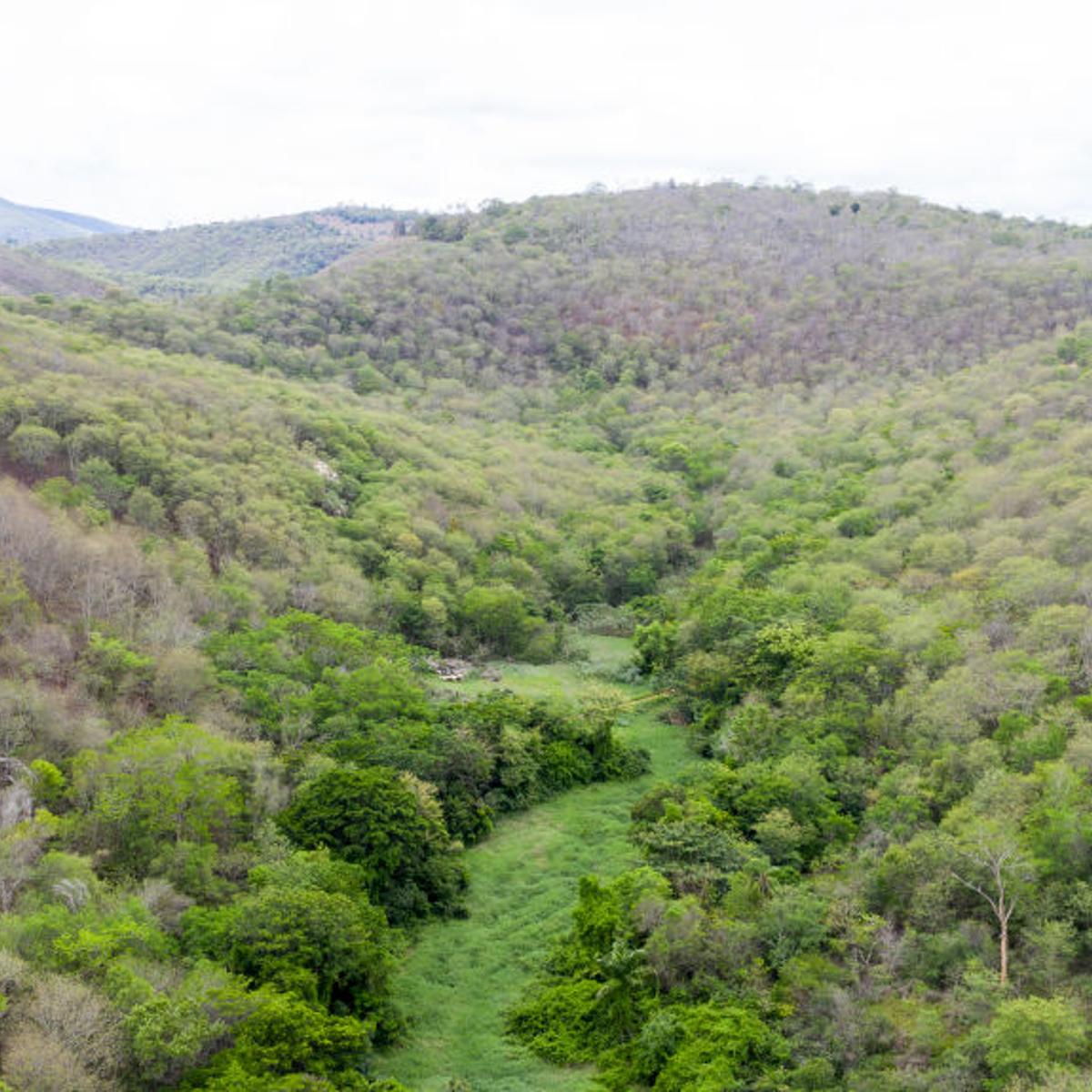 Instituto Aerial view of the reforested area next to the headquarter of the Instituto Terra at the beginning of the raining season on Nov. 22, 2019 in Aimorés, Brazil. Reforests Barren Atlantic Forest Portion