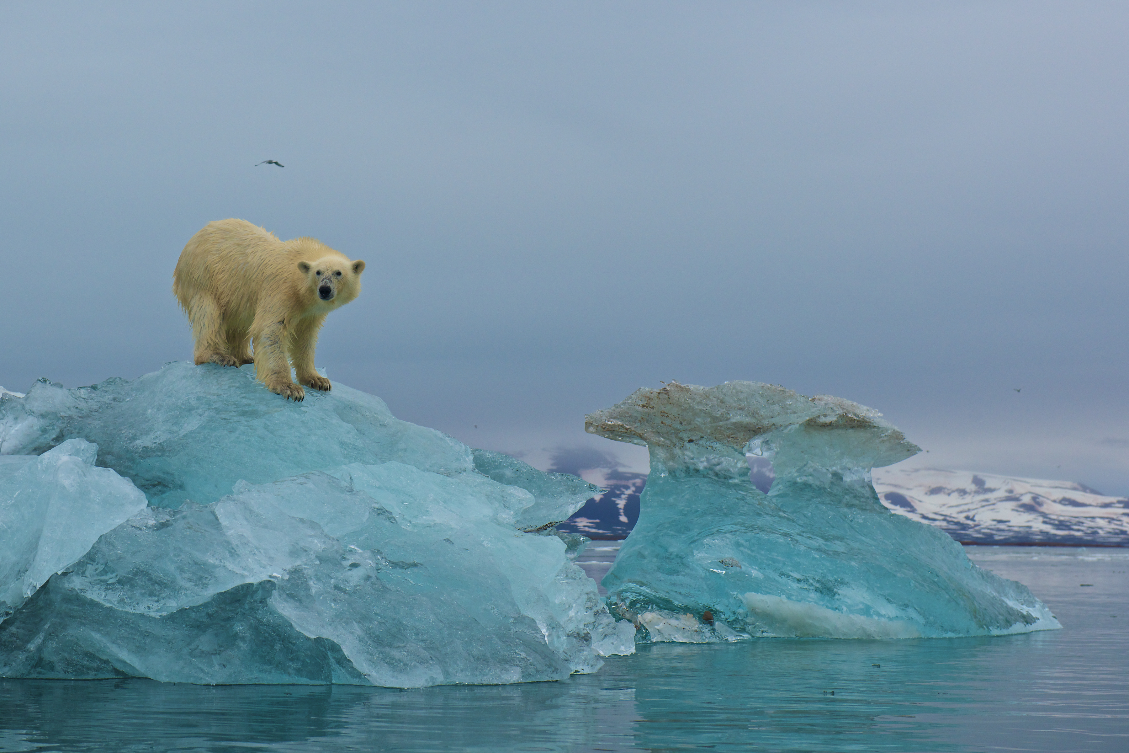Polar Bears Struggle In Norway