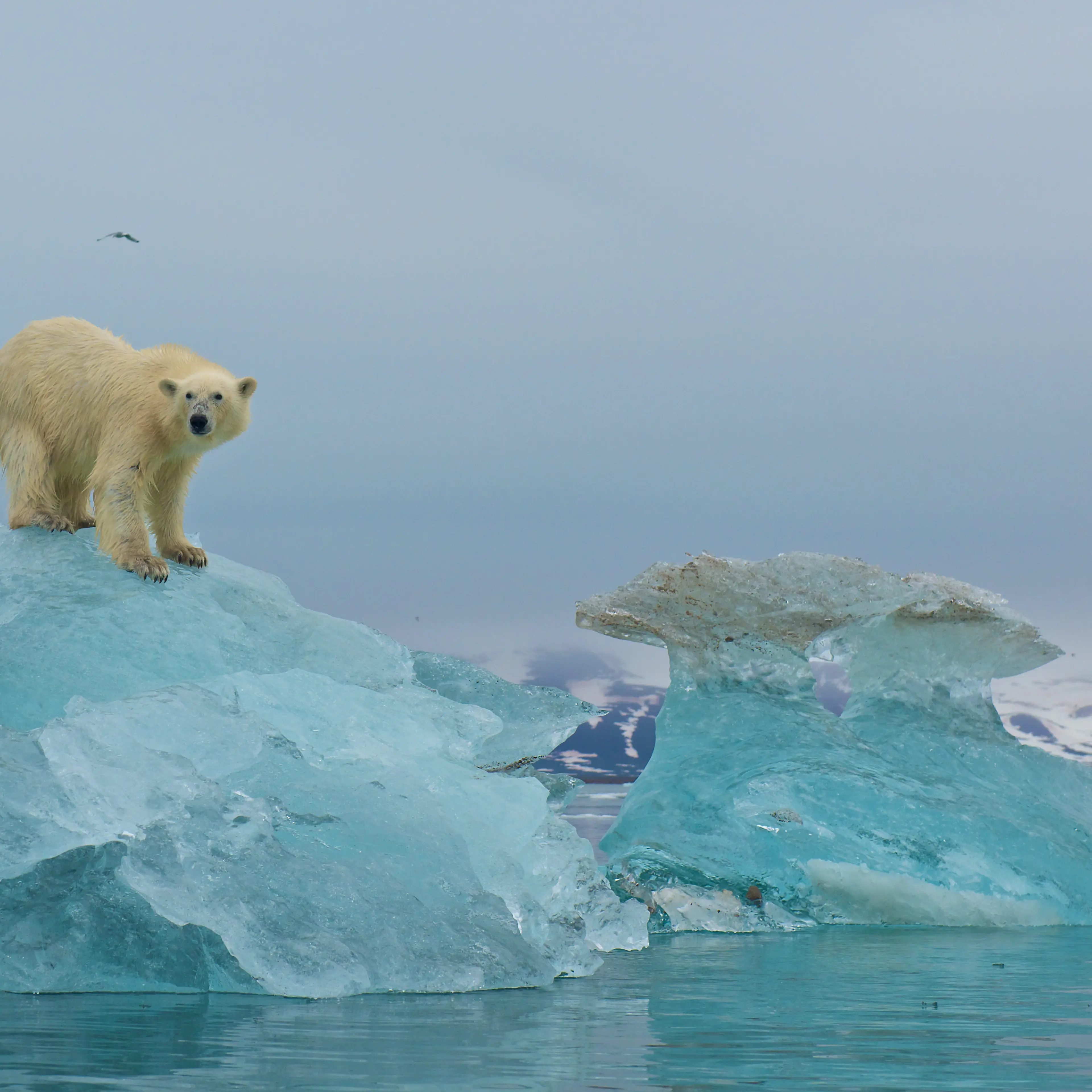 Polar Bears Struggle In Norway