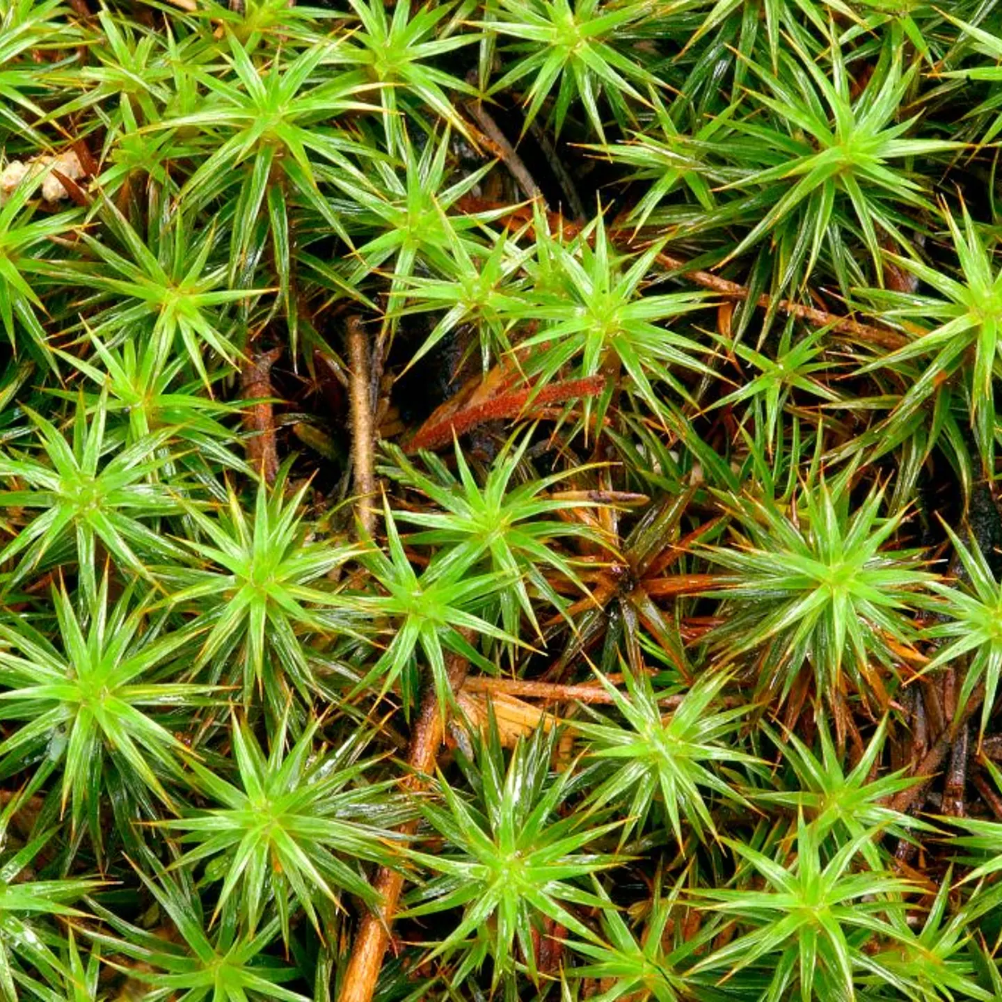 Moss in temperate rainforest