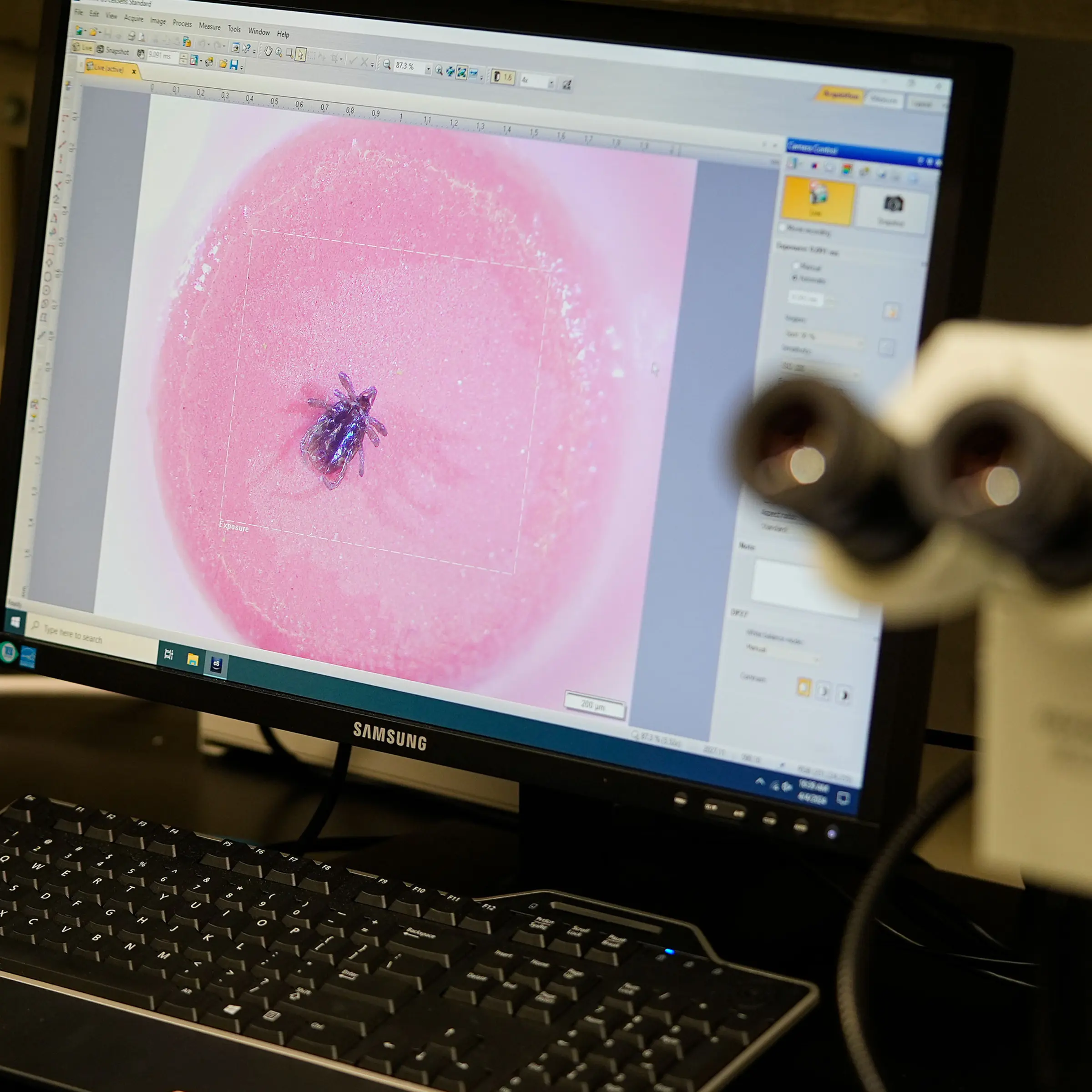 A tick is viewed atop a pencil eraser in the laboratory of researcher Erik Foster during a tour of the Center for Disease Control laboratory in Fort Collins, Colo., on April 4, 2024.