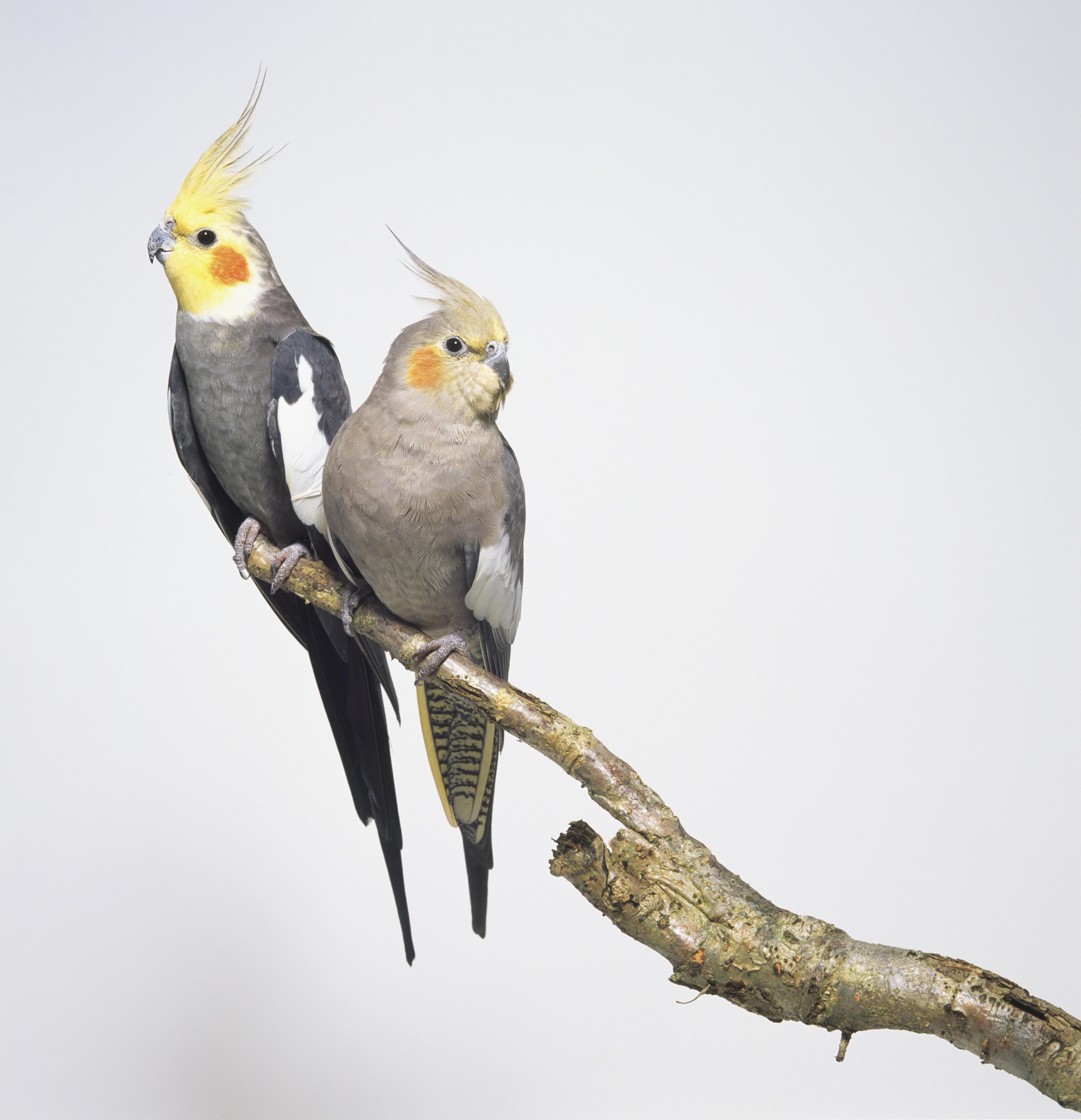 Millionaire Leaves $100,000 to 32 Pet Cockatiels