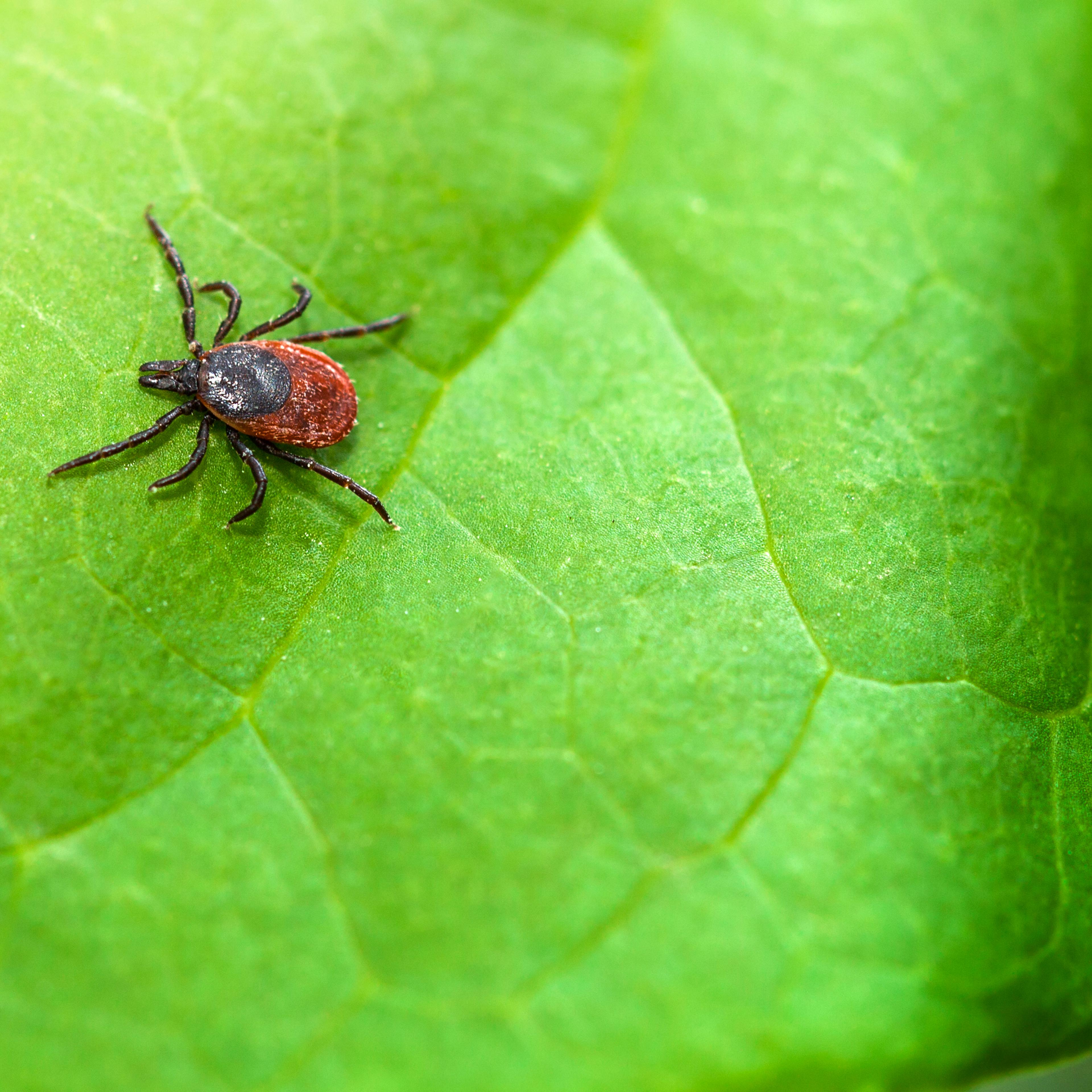 tick