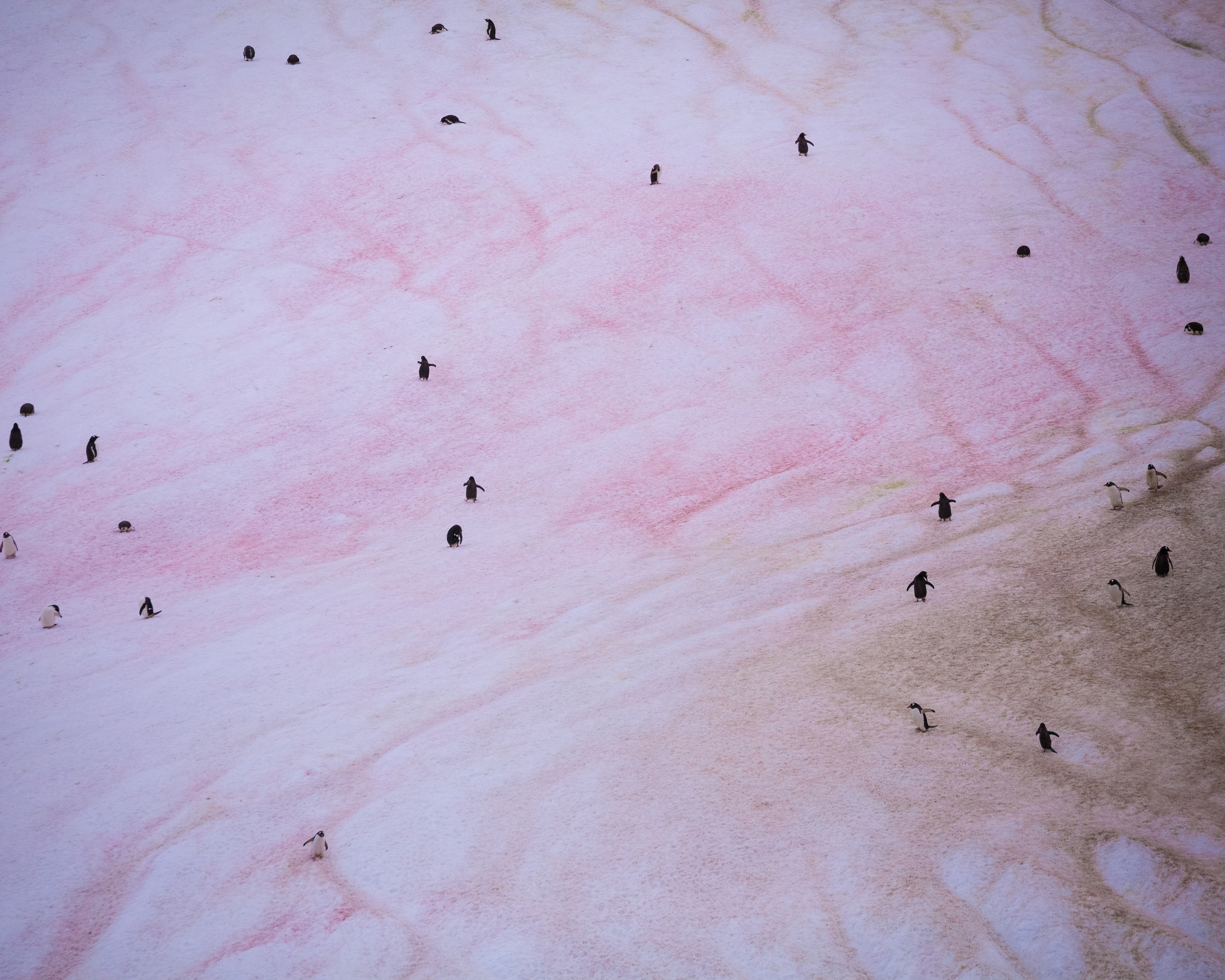 Gentoo penguins in Antarctica