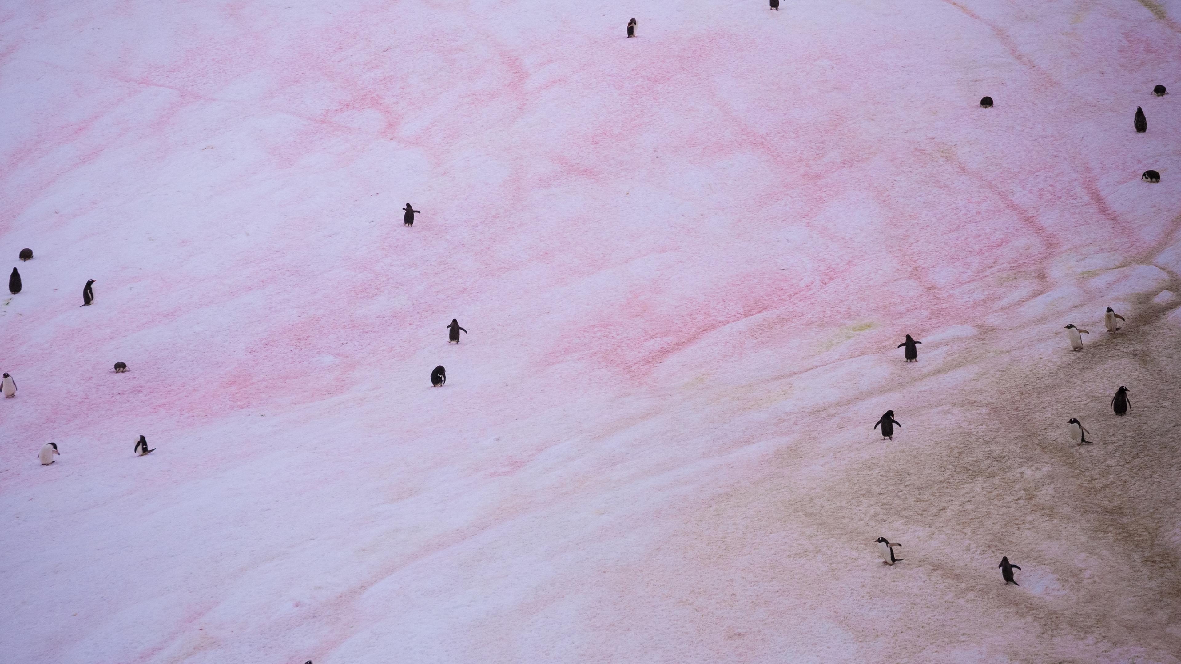 Gentoo penguins in Antarctica