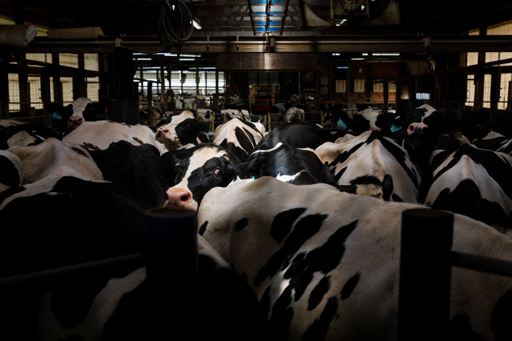 Cows queuing for their midway milking at United Dreams Dairy, in North Freedom, Wisconsin on May 8, 2024.